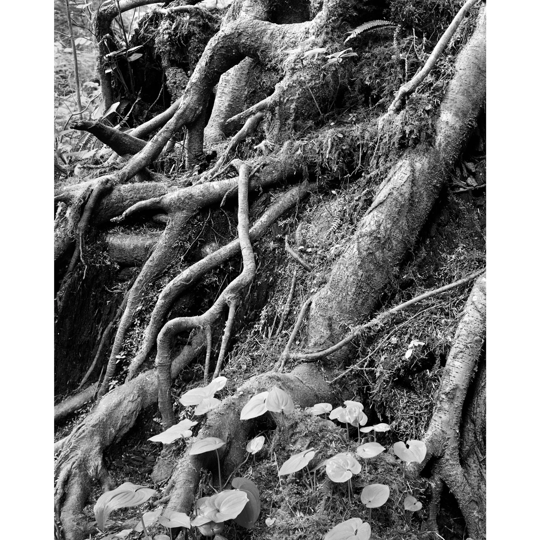 shortsand-8x10-3.jpg