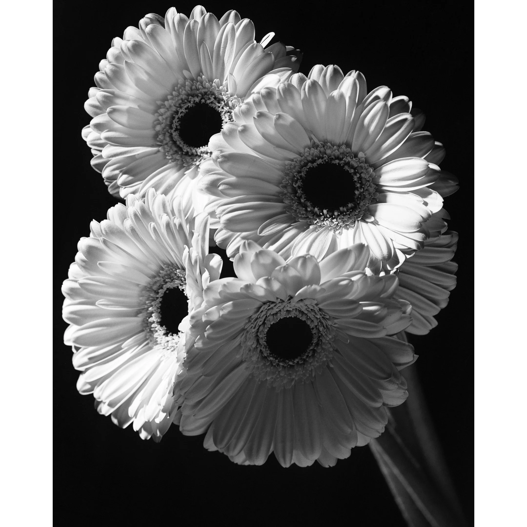 Studio-Flowers-300mm-group-1.jpg