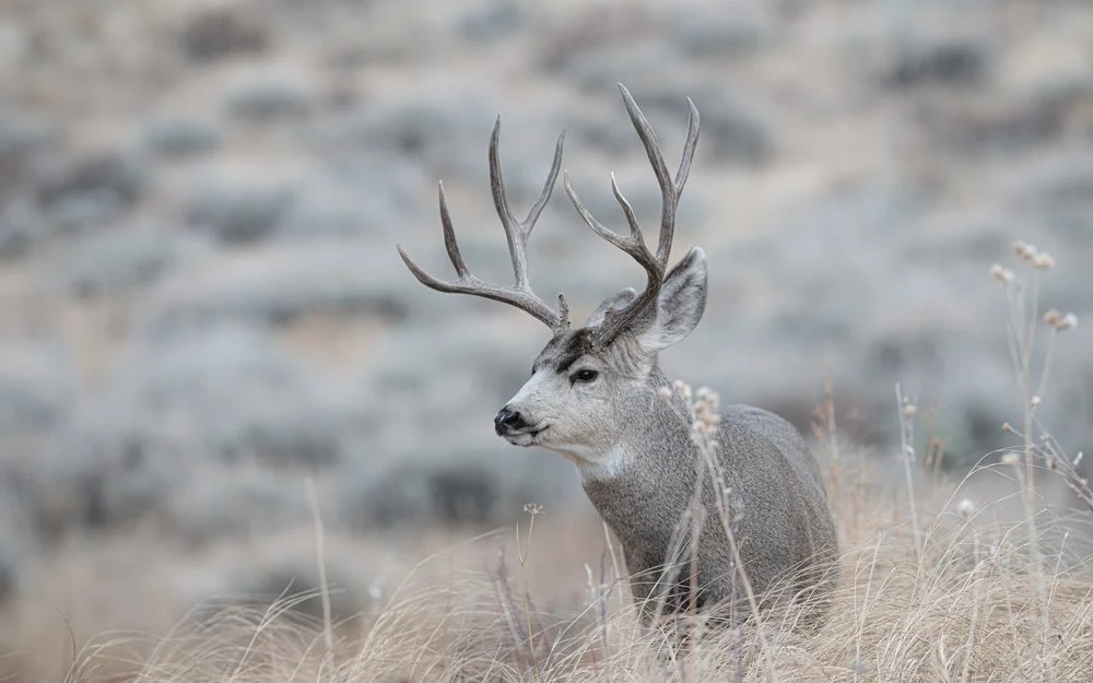 A mule deer with large antlers standing in a grassy field with blurred background.