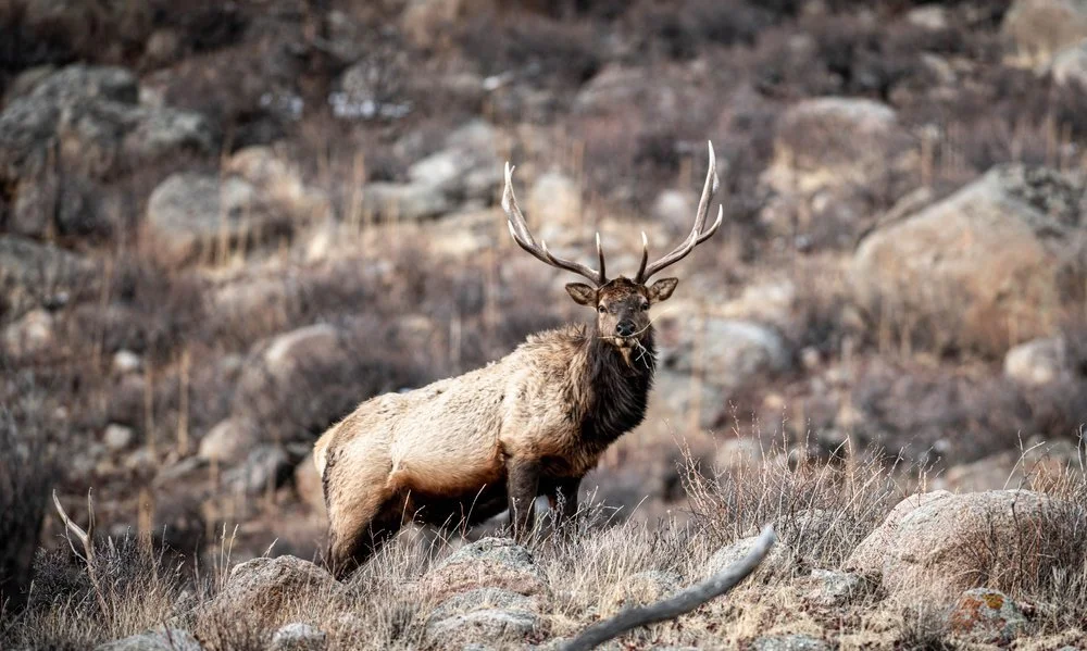 A majestic elk standing on rocky terrain in a natural, dry landscape with sparse vegetation and large rocks.