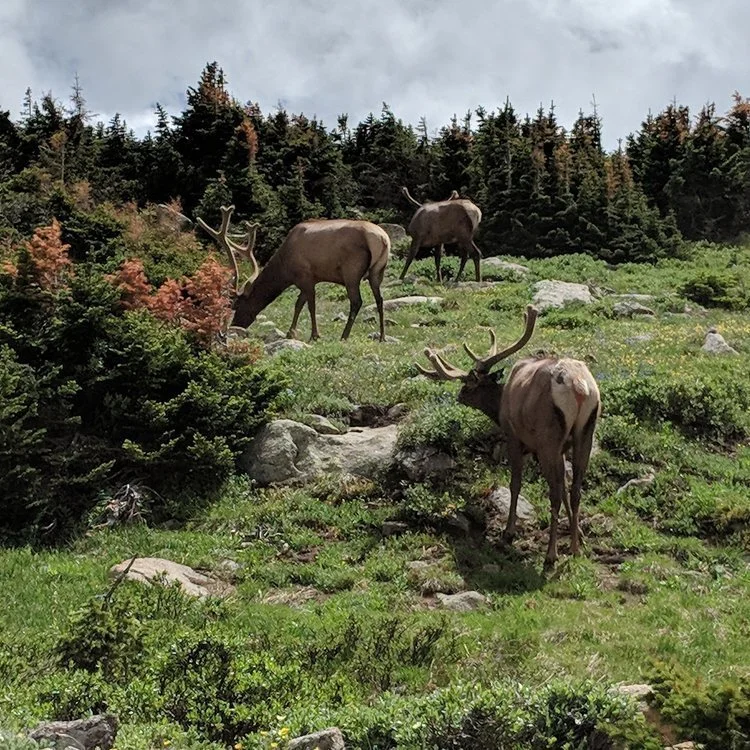 Three reindeer grazing on a green hillside with rocks and trees in the background.