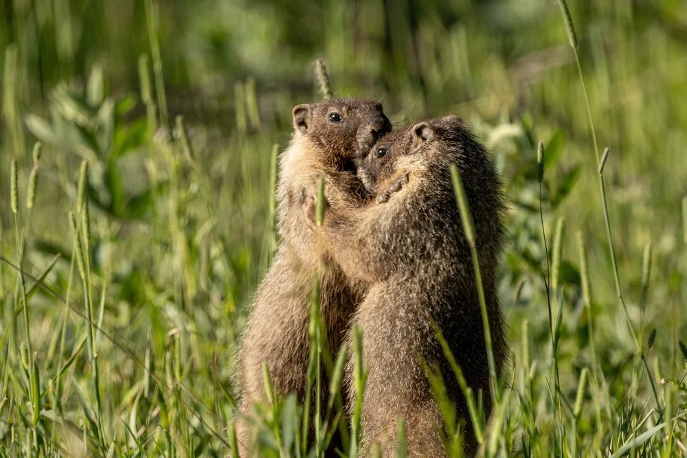 Two marmots hugging and standing upright among green grass and plants.