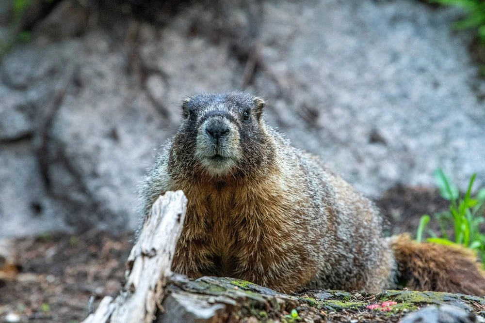 A marmot on a rock with a dirt background and some green plants nearby.
