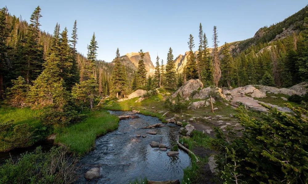 A mountain stream flowing through a lush green forest with tall pine trees and rocky terrain under a clear blue sky.