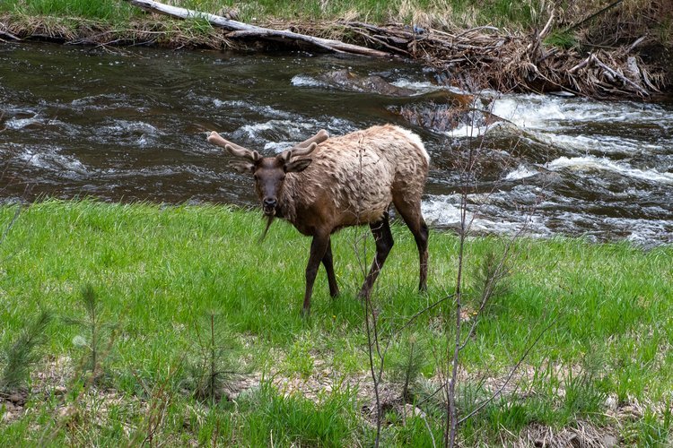 A moose standing near a riverbank with lush green grass.