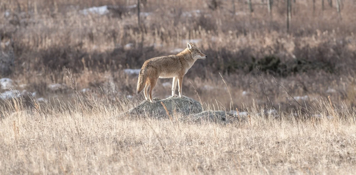 A coyote standing on a rock in a dry grassy field with a background of brush and sparse trees.