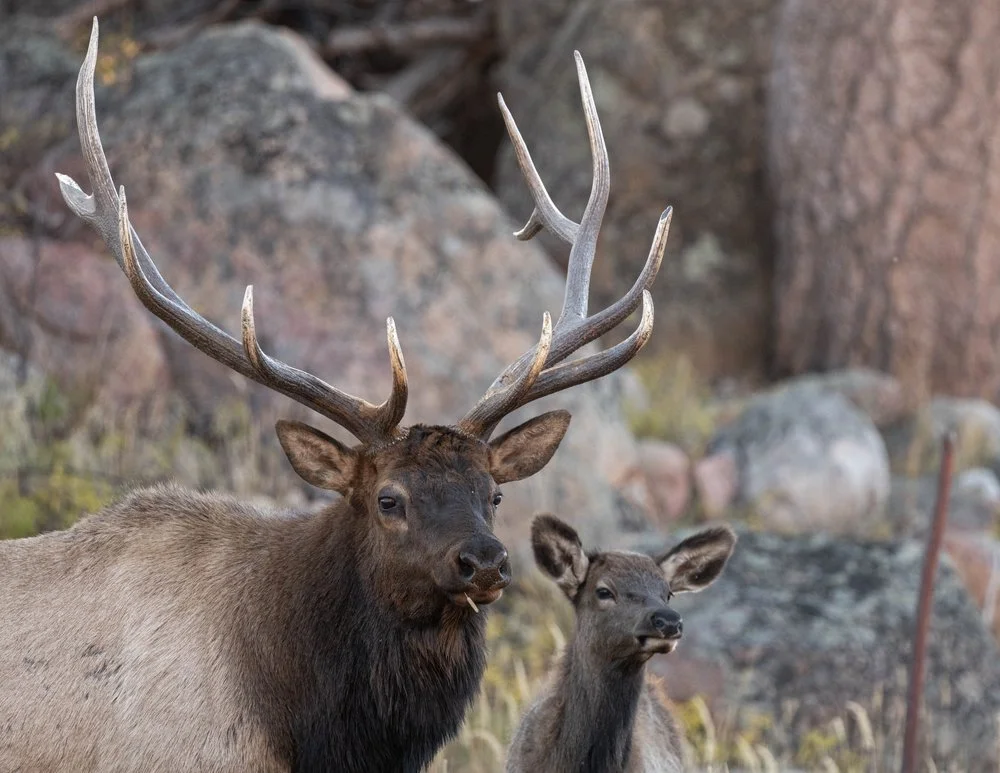 A large elk with impressive antlers standing beside a smaller elk in a rocky outdoor setting.