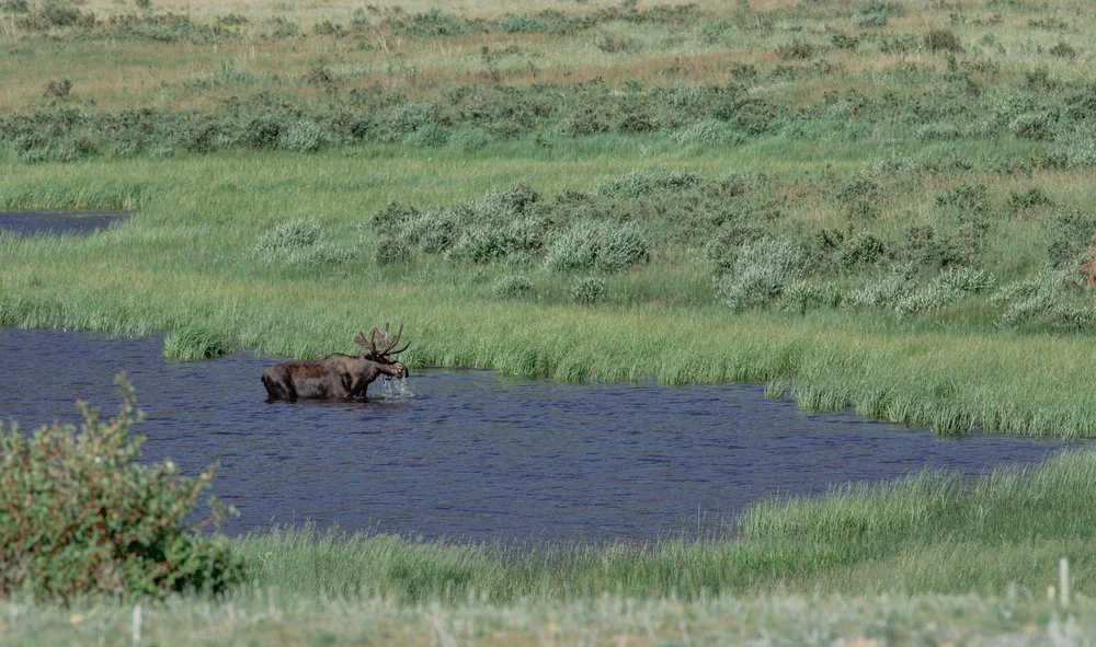 A moose crossing a river in a lush green landscape.