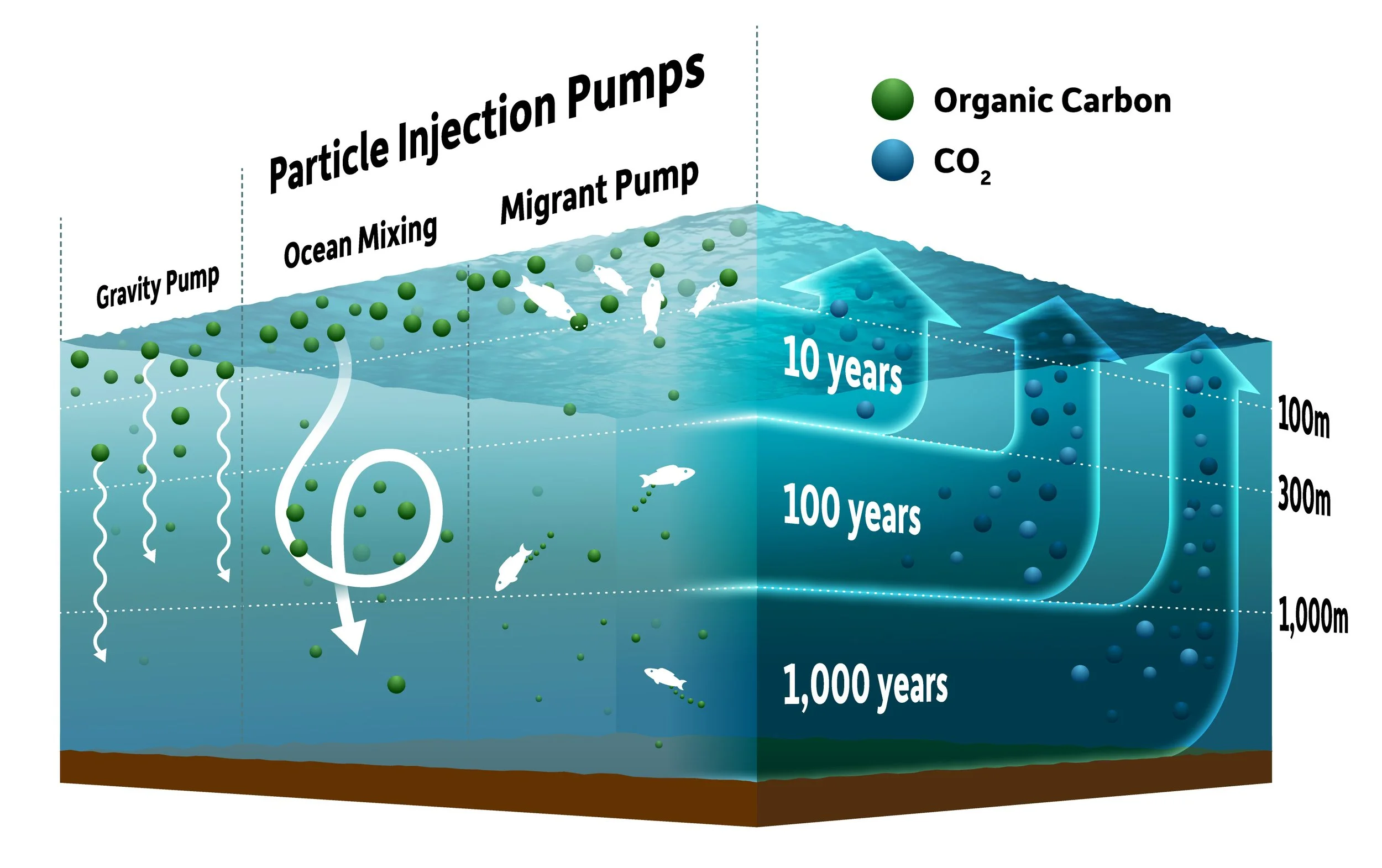 Process of transferring carbon to the deep ocean ( more )