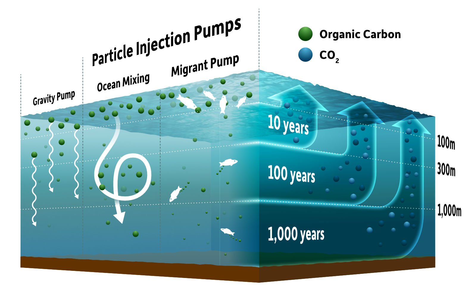 Process of transferring carbon to the deep ocean ( more )