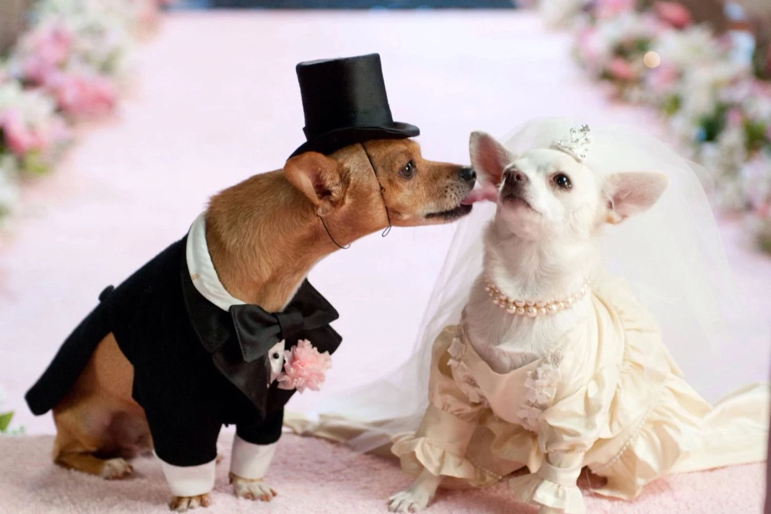 Pet Friendly Wedding Services