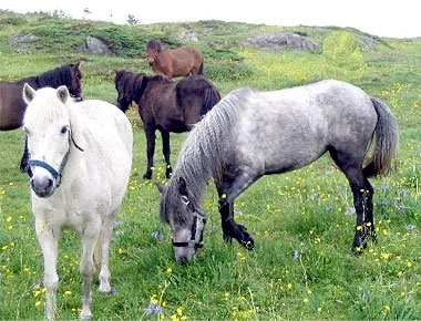 home-3ponies_orig.jpg