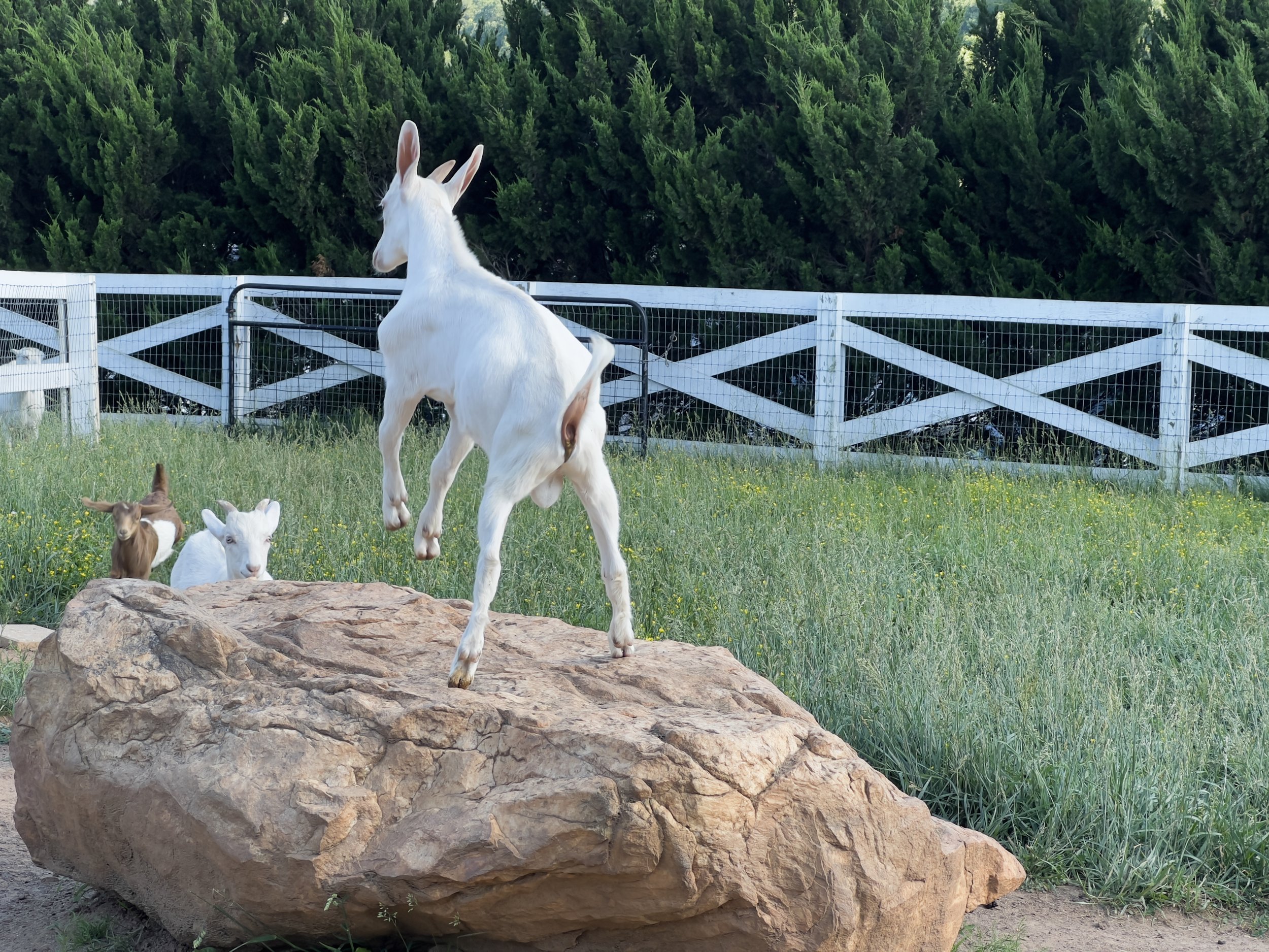 Goats at play