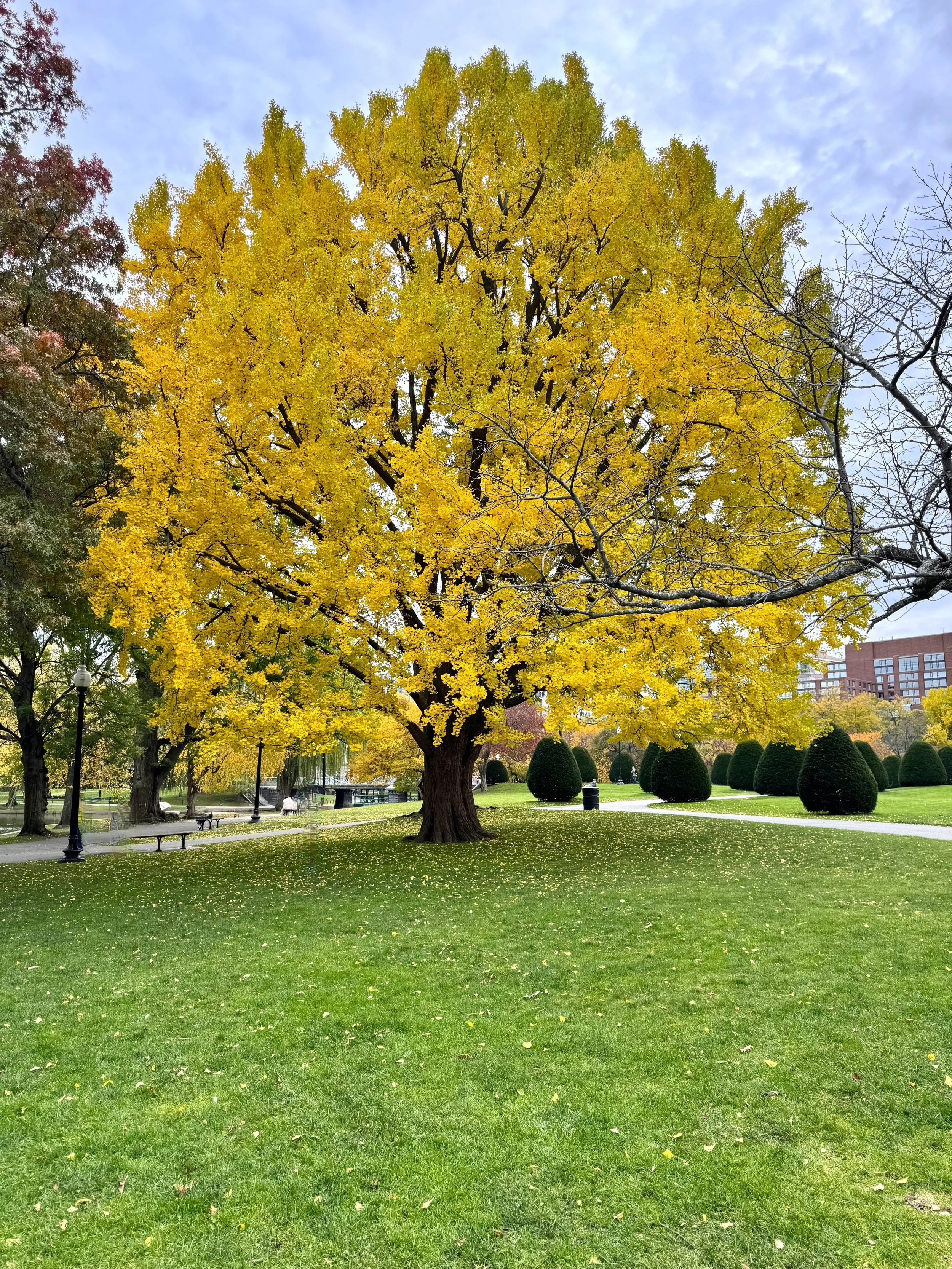 Tree in Boston Garden