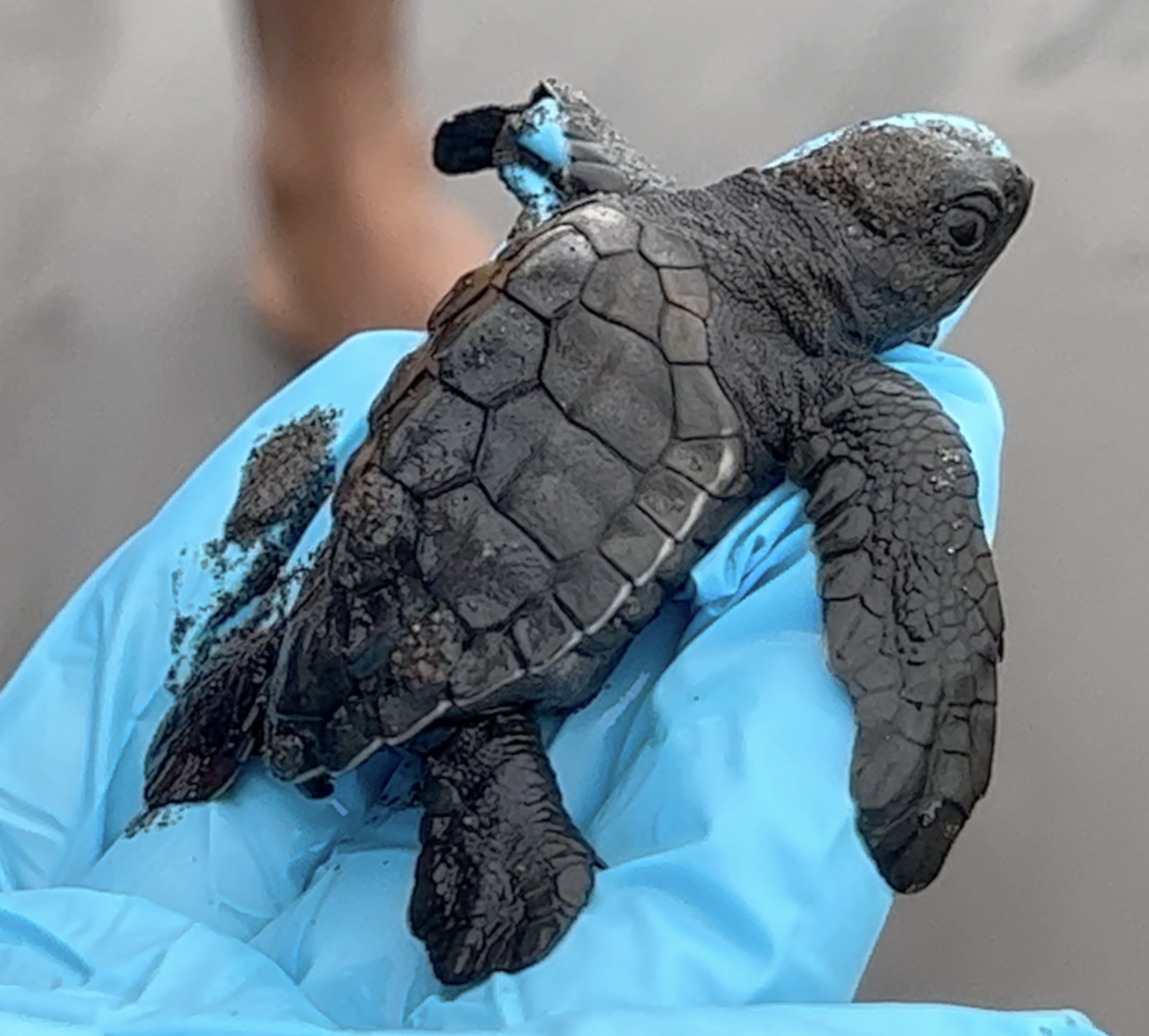 Newly released hatchling, la Barqueta, Panamá