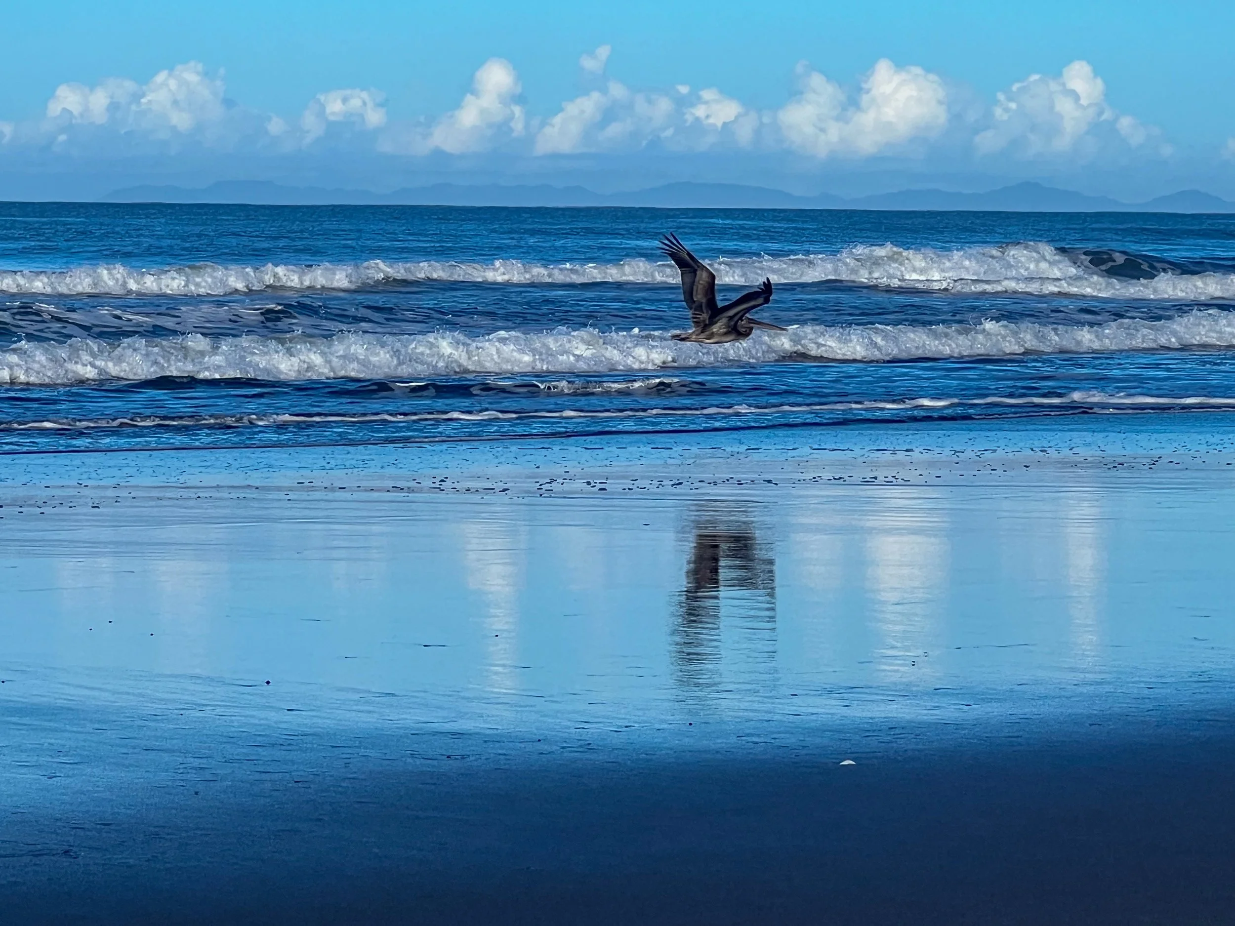 Pellican on la Barqueta beach, Panamá