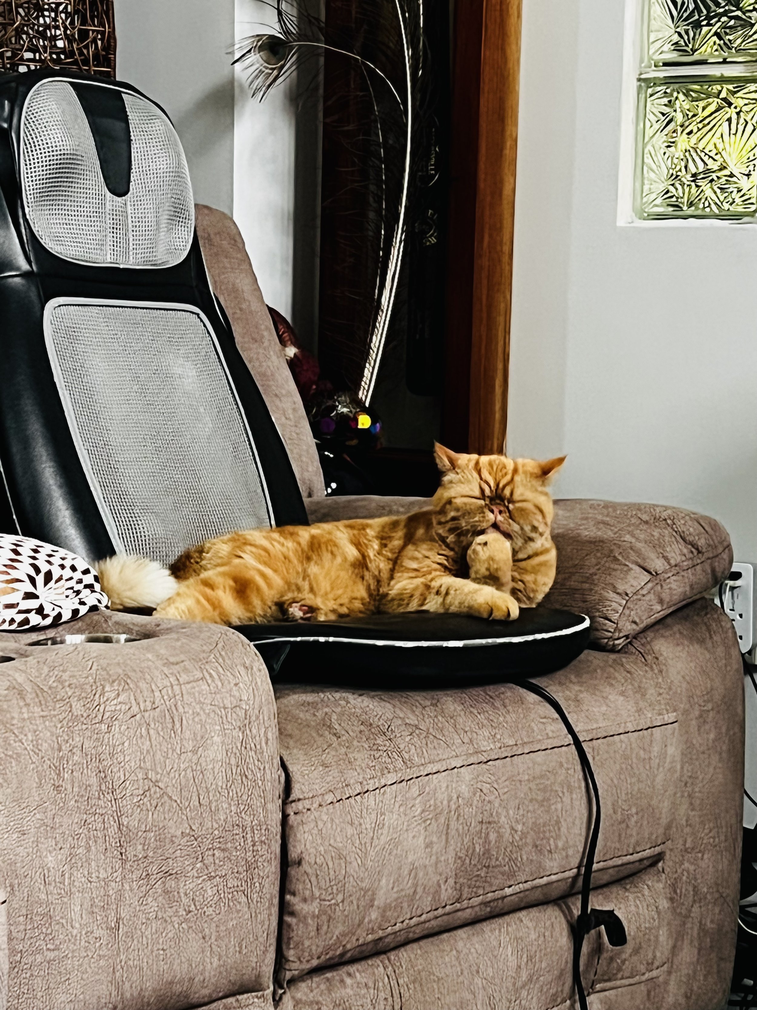 Smushy the Cat, by Geovanna Baltodano