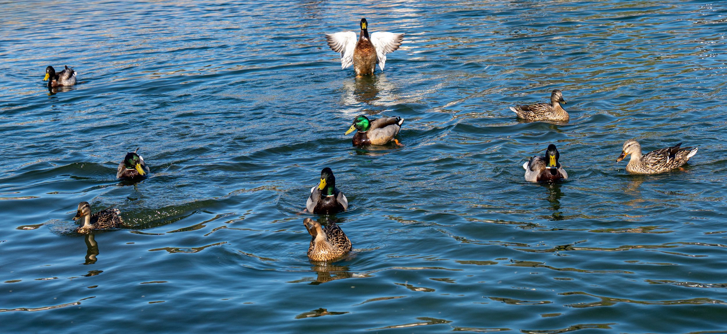 Ducks on a Pond