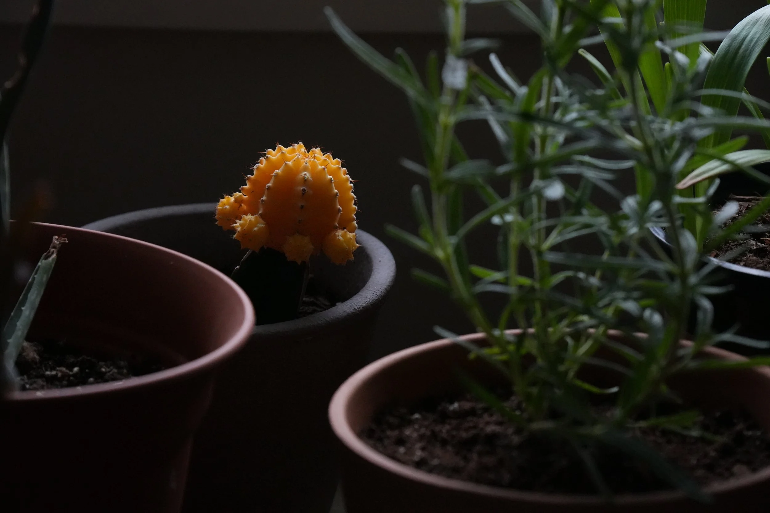 Moon Cactus (Gymnocalycium mihanovichii)