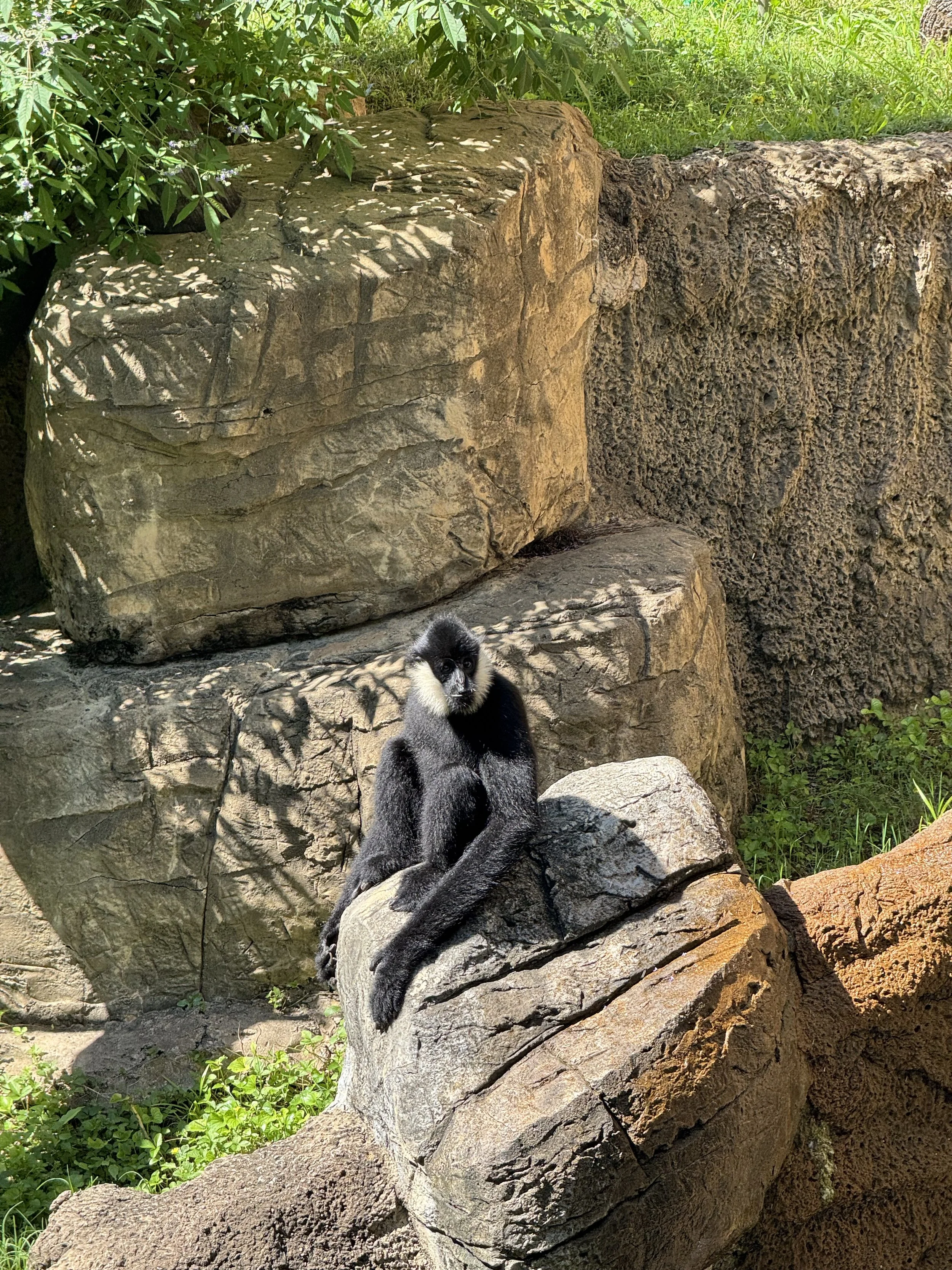 White-Cheeked Gibbon