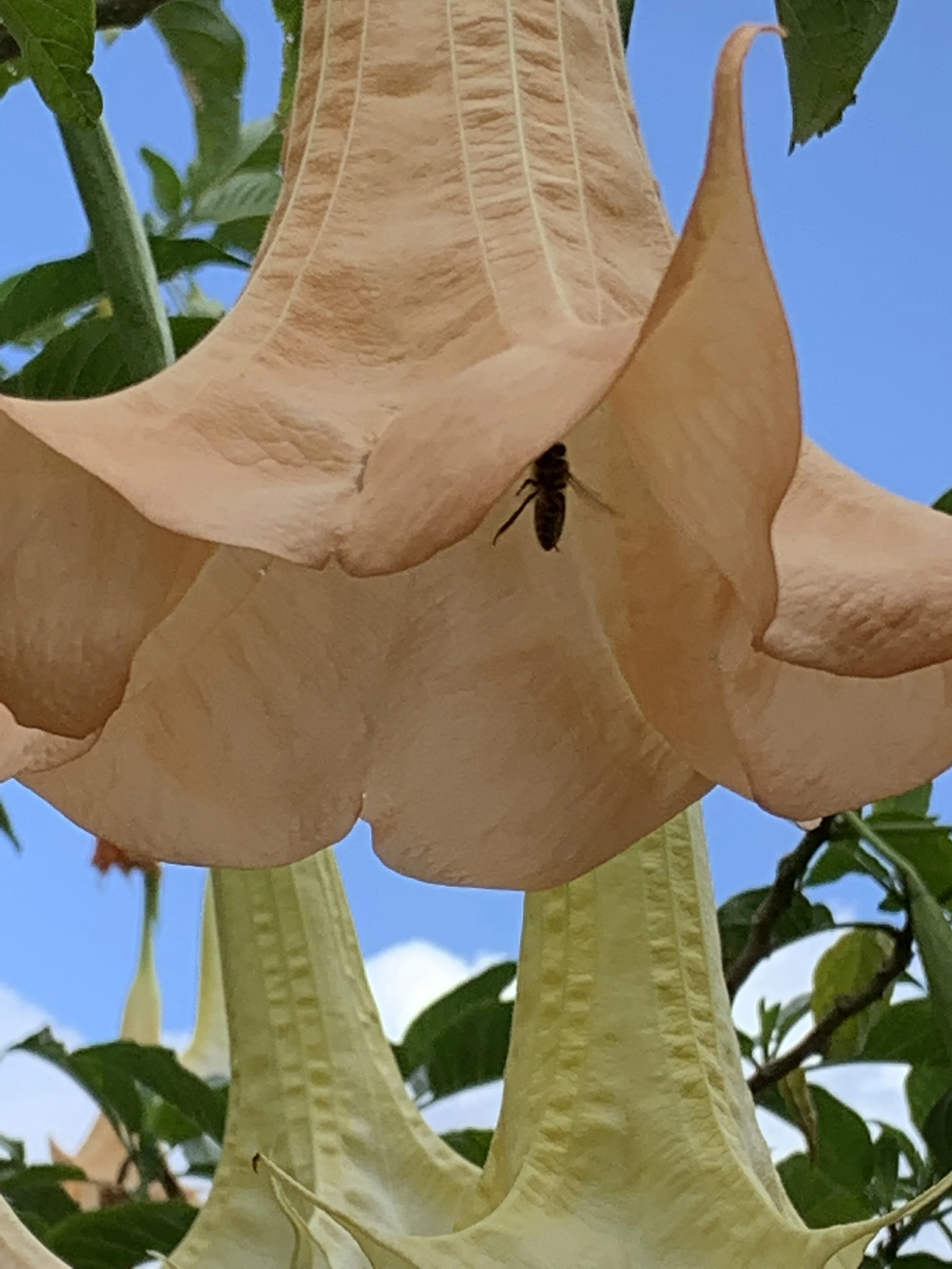 Angel's Trumpet (Brugmansia versicolor)