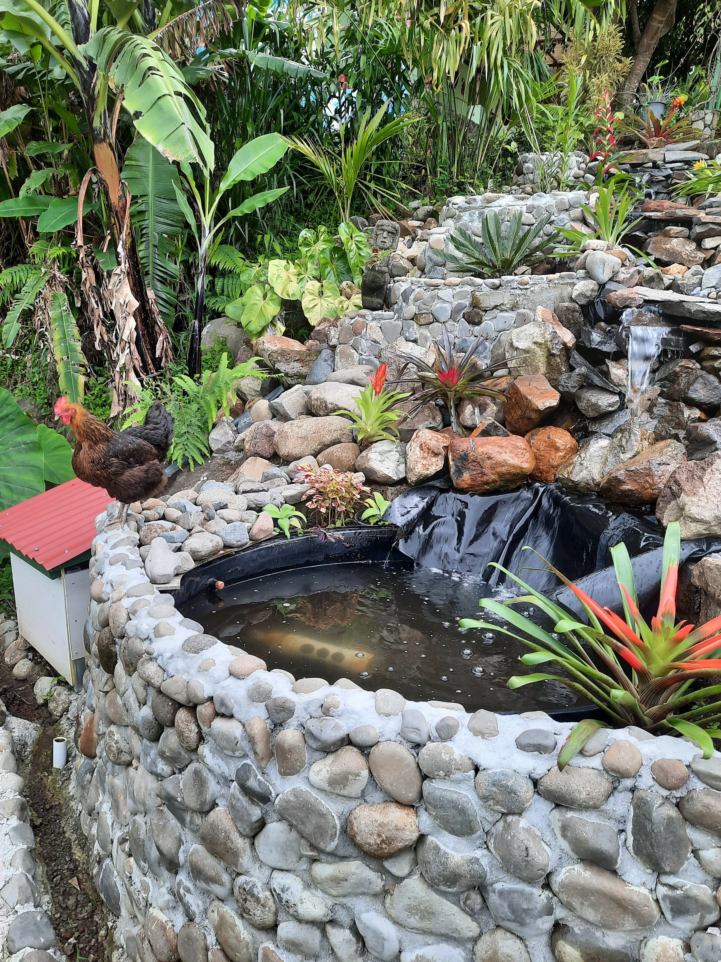 Rooster on the Rocks