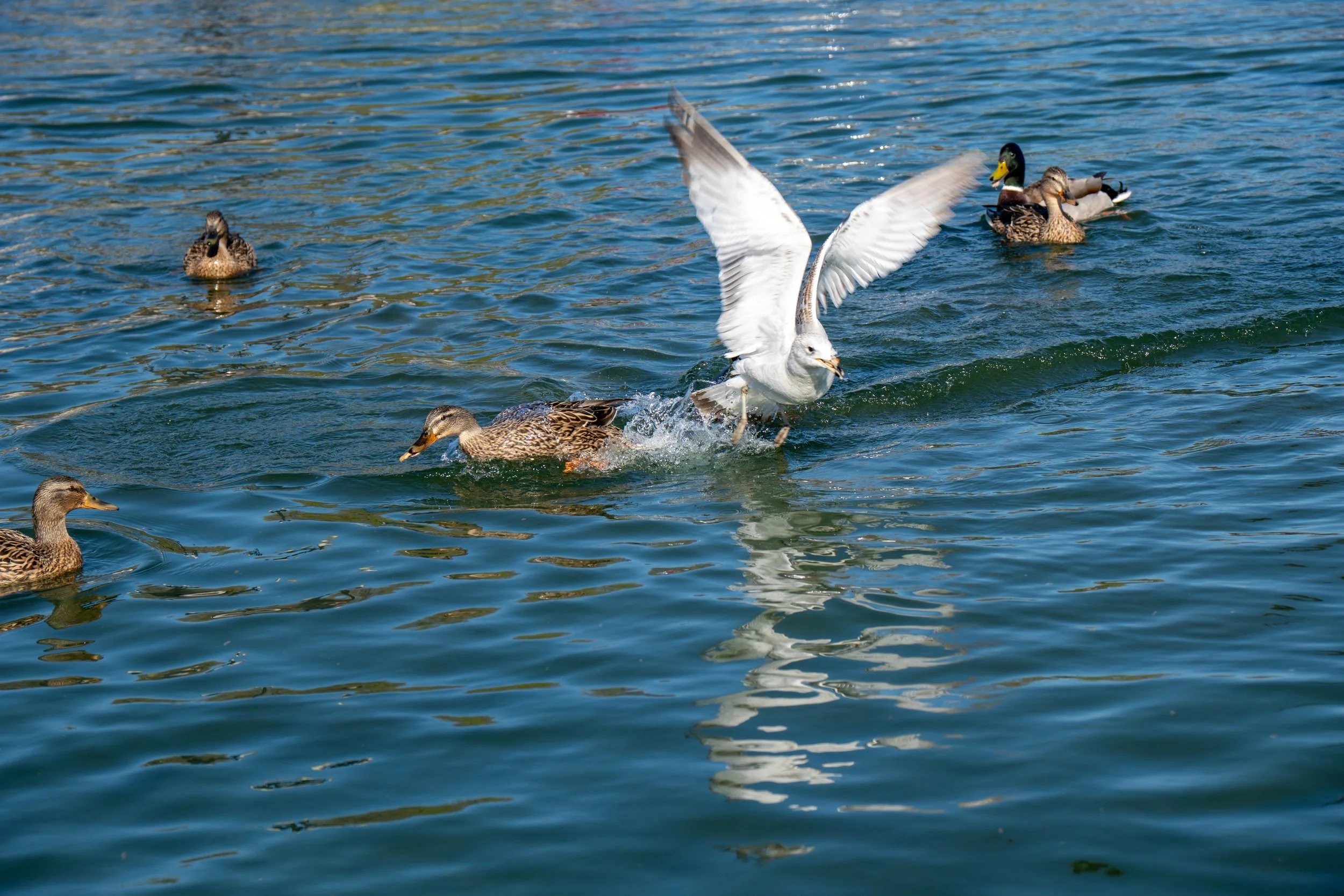 Ducks fight for Food