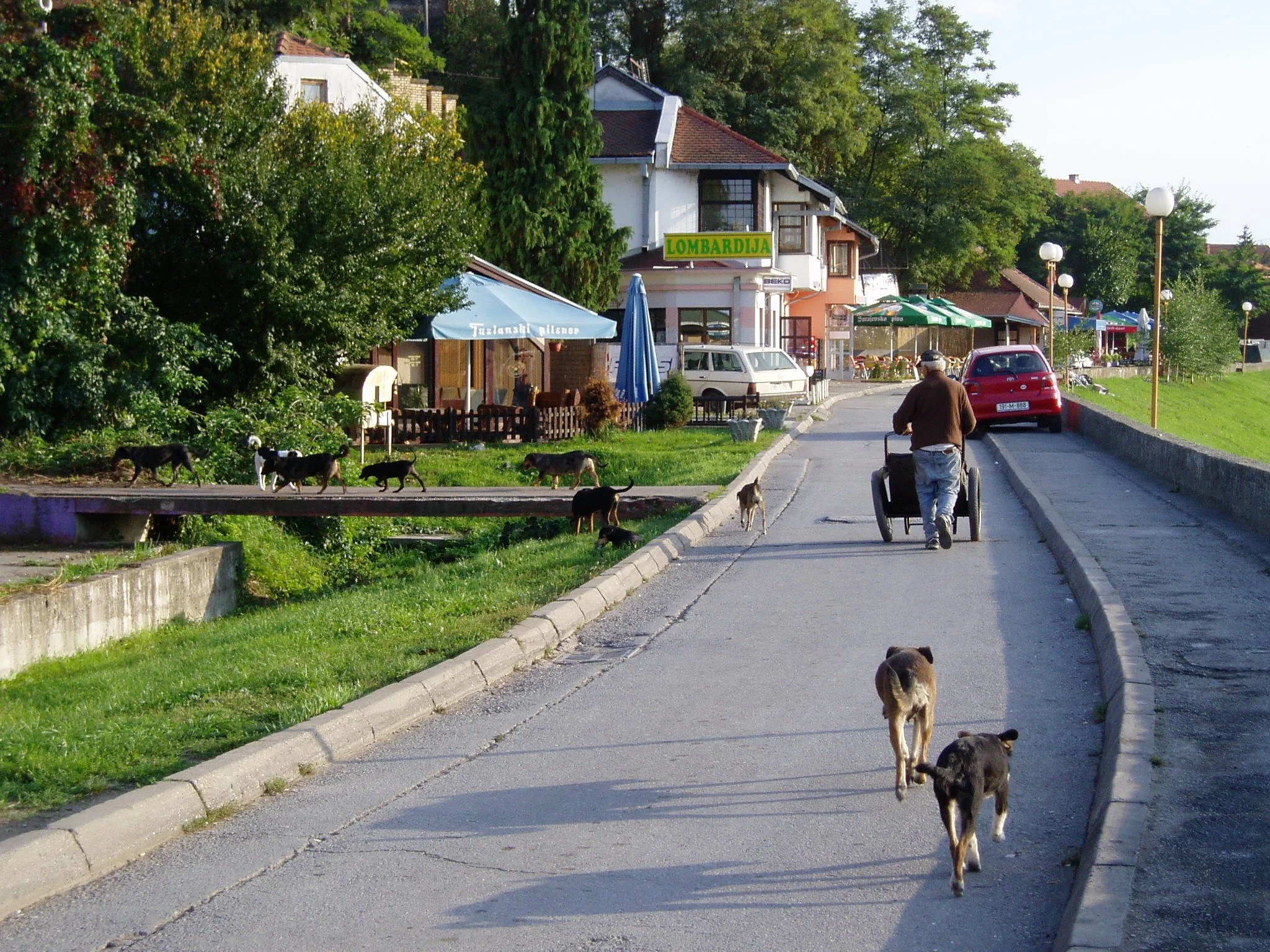Dog Pack Breko, Bosnia (Sep 2006)