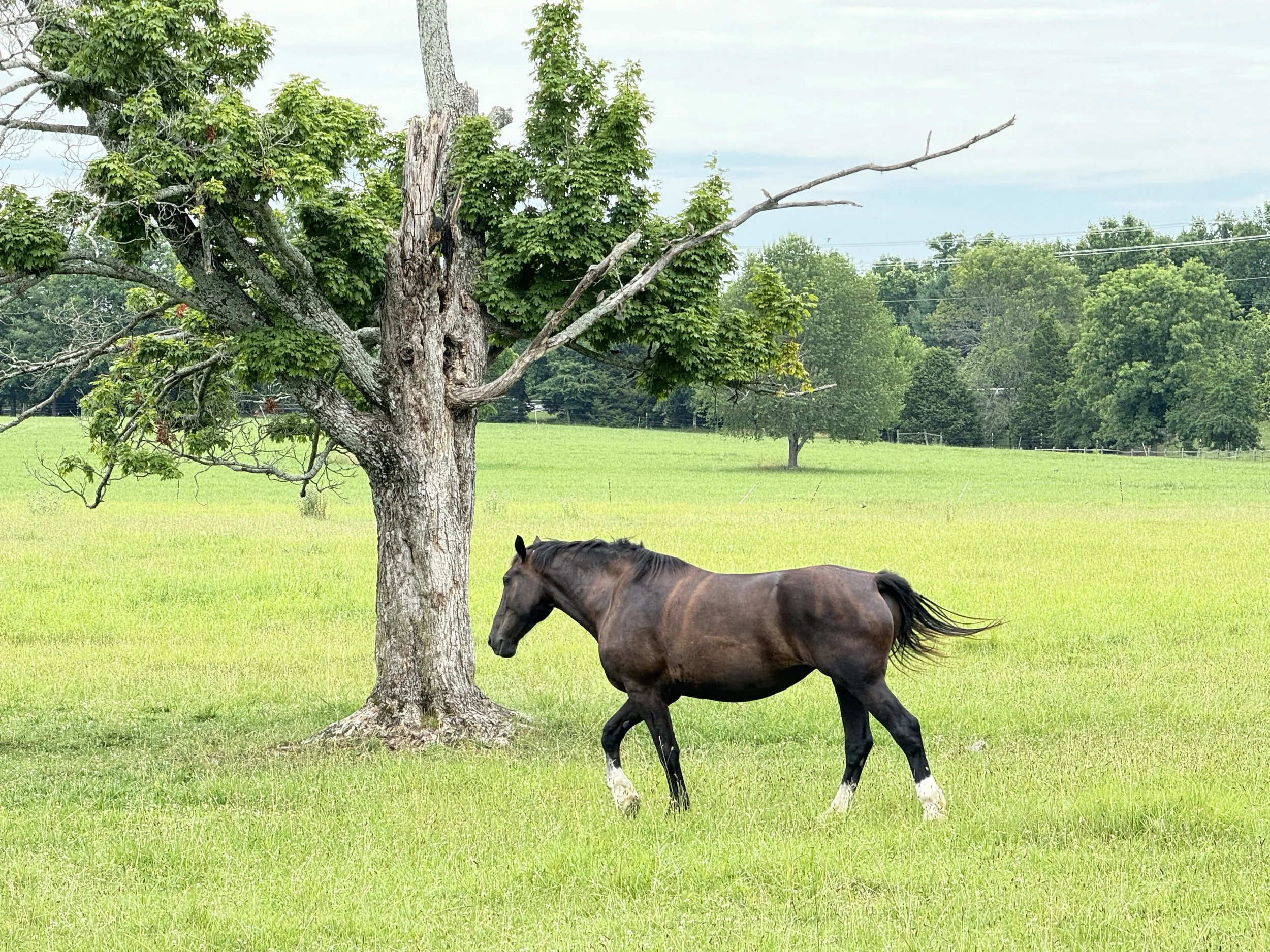 Horse in the field