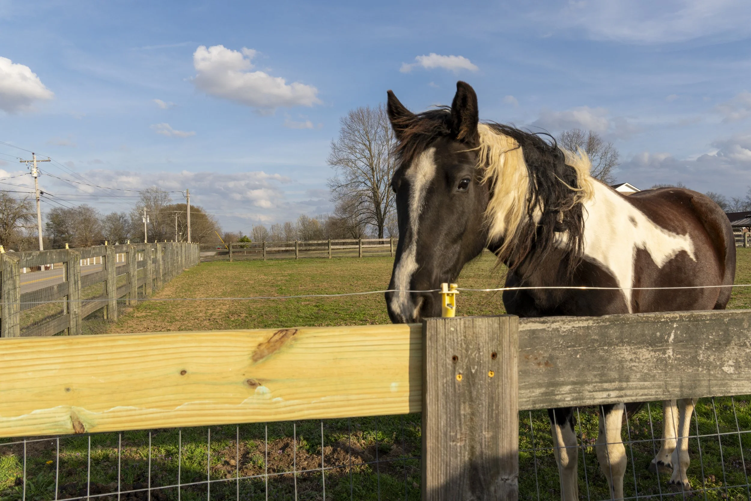 Horse in TN pasture