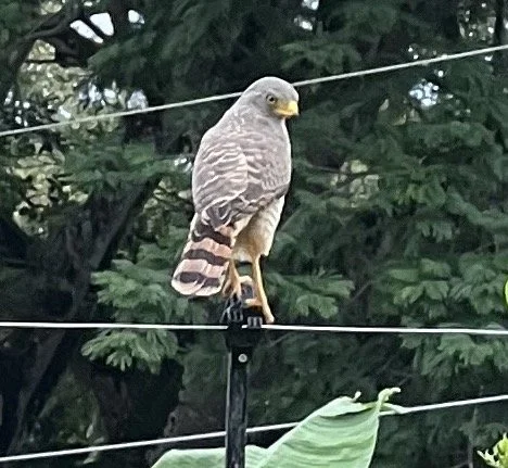 Hawk in David, Panama