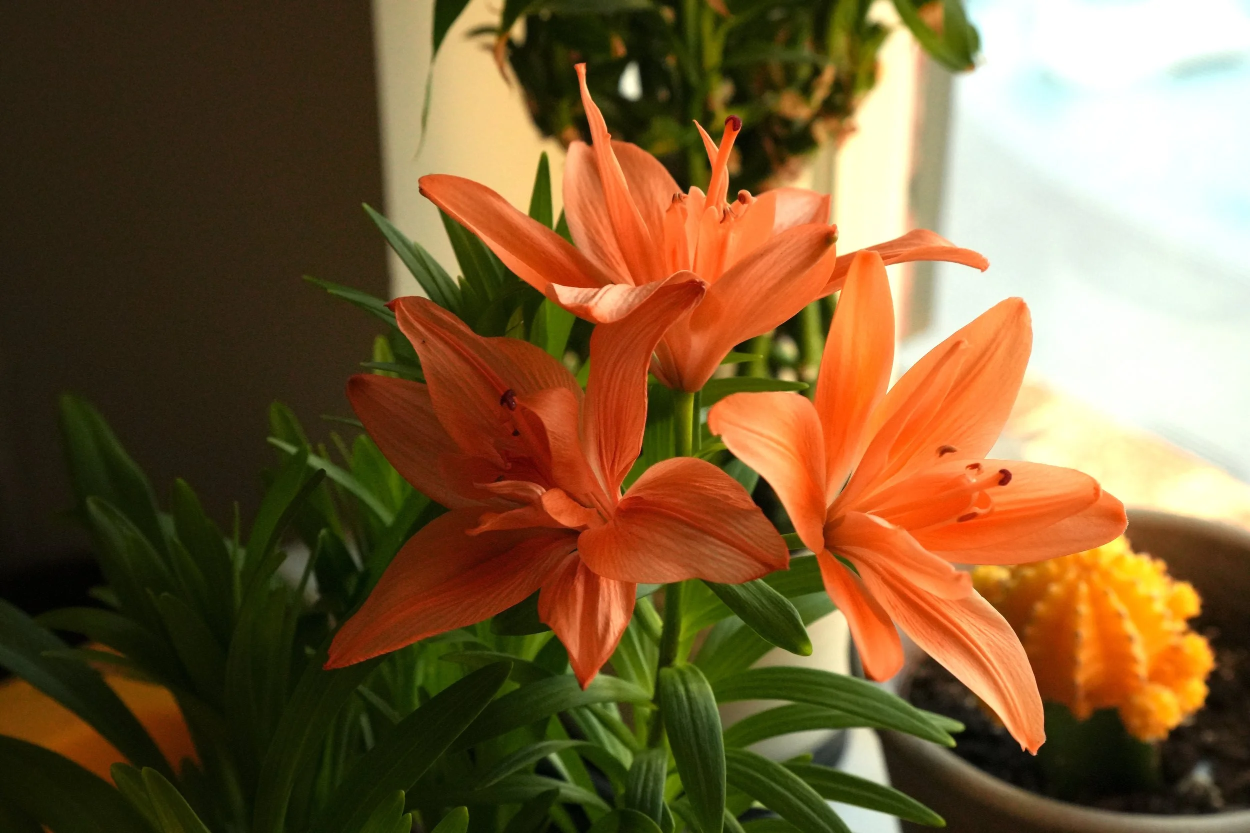 Tiny "Double Dutch" Lilly