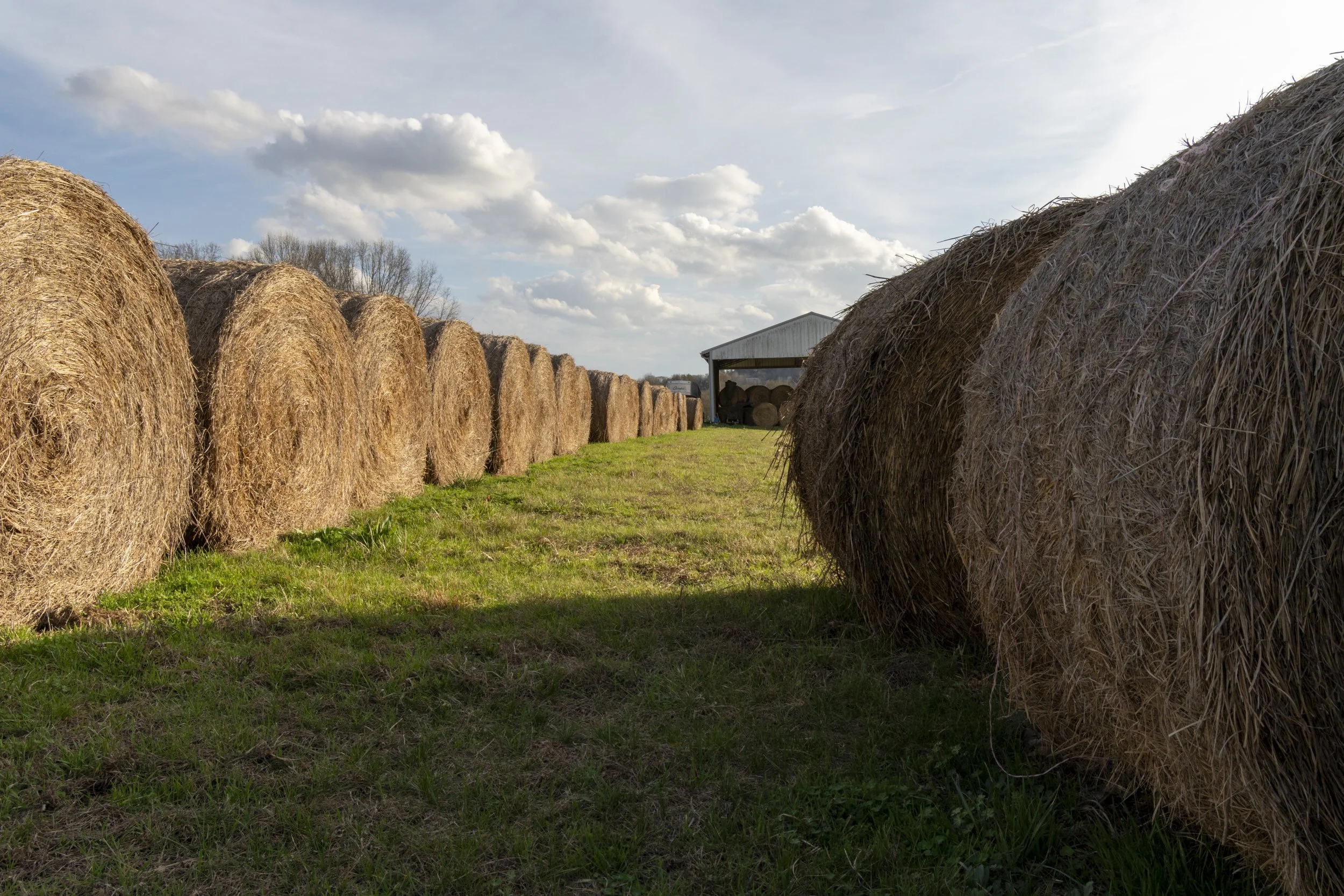 Hay Bales