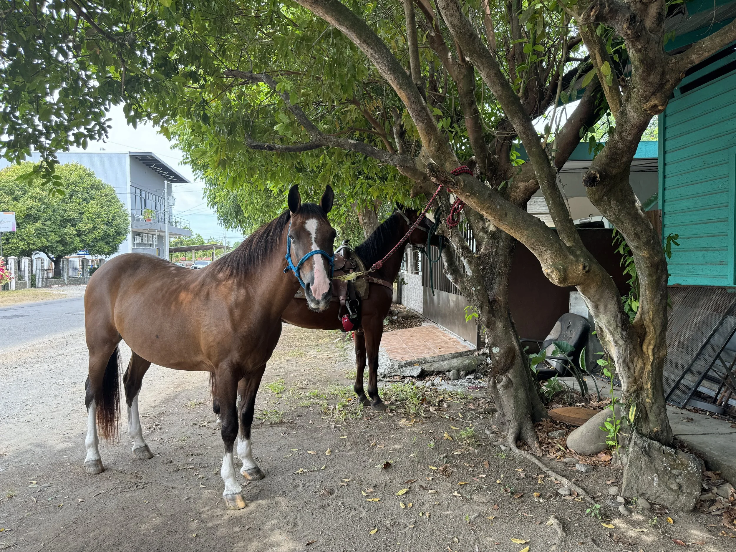 Horses in David, Panamá