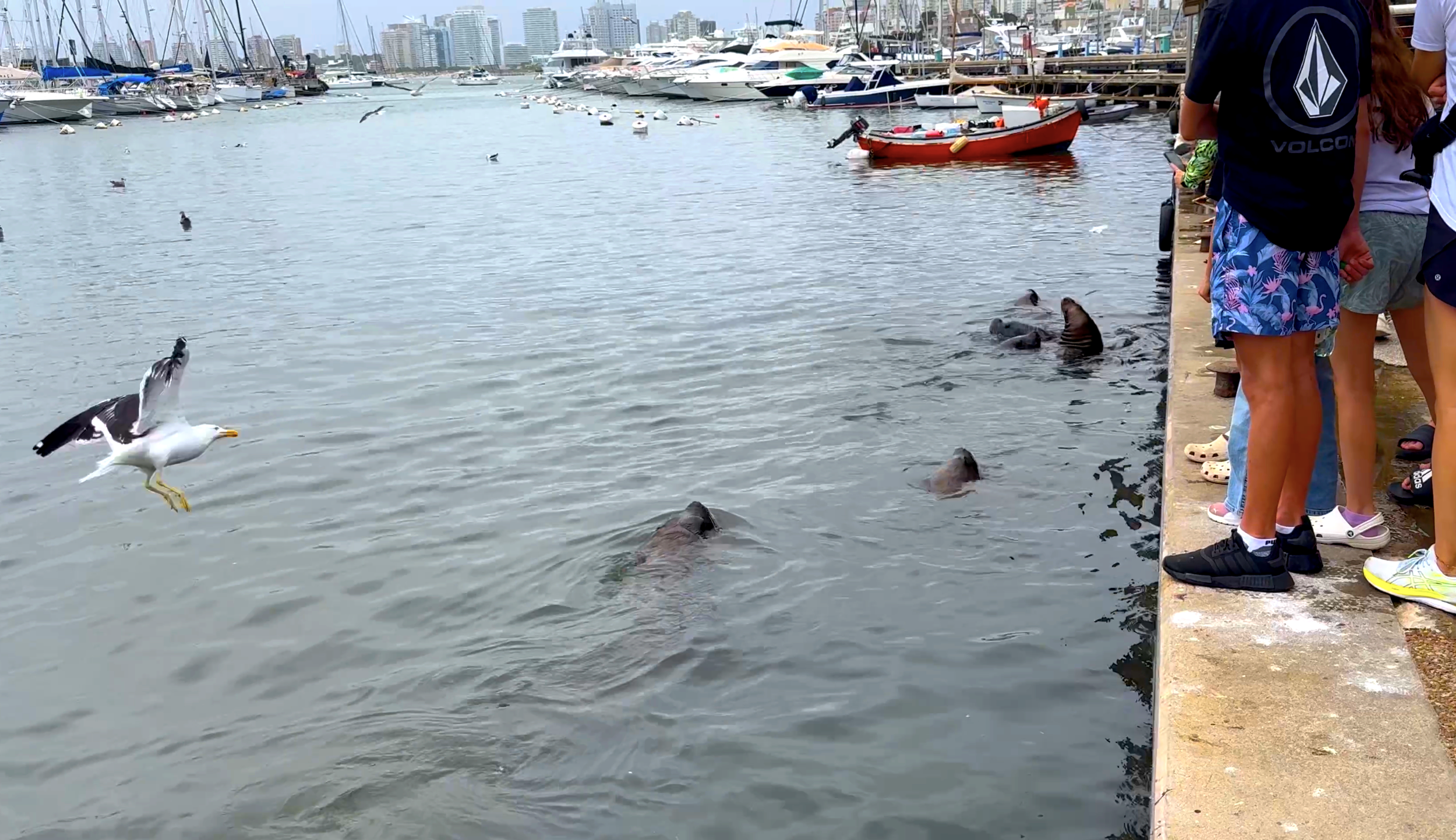 Harbor Seals & Seagull 
