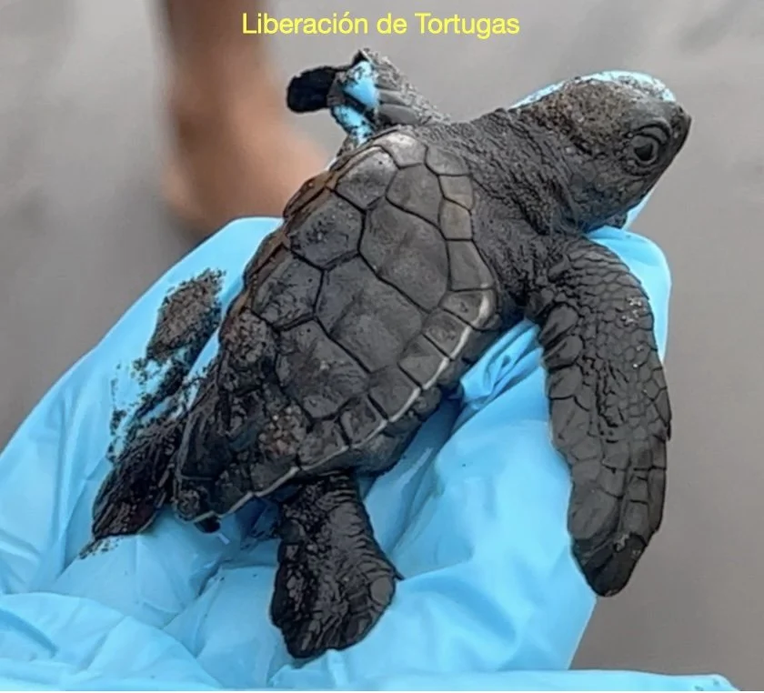 Liberación de Trotugas