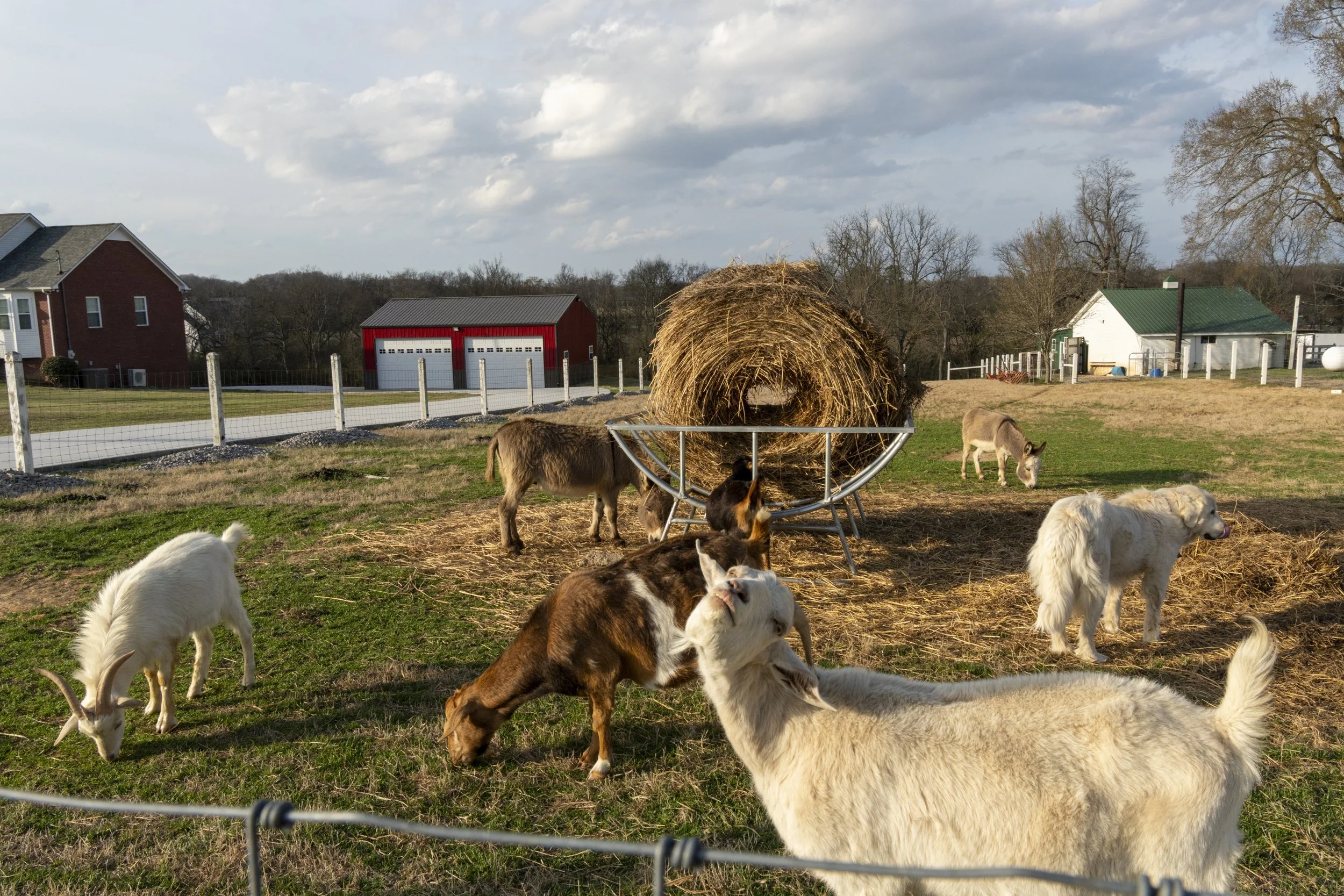 Crazy Goat with Friends