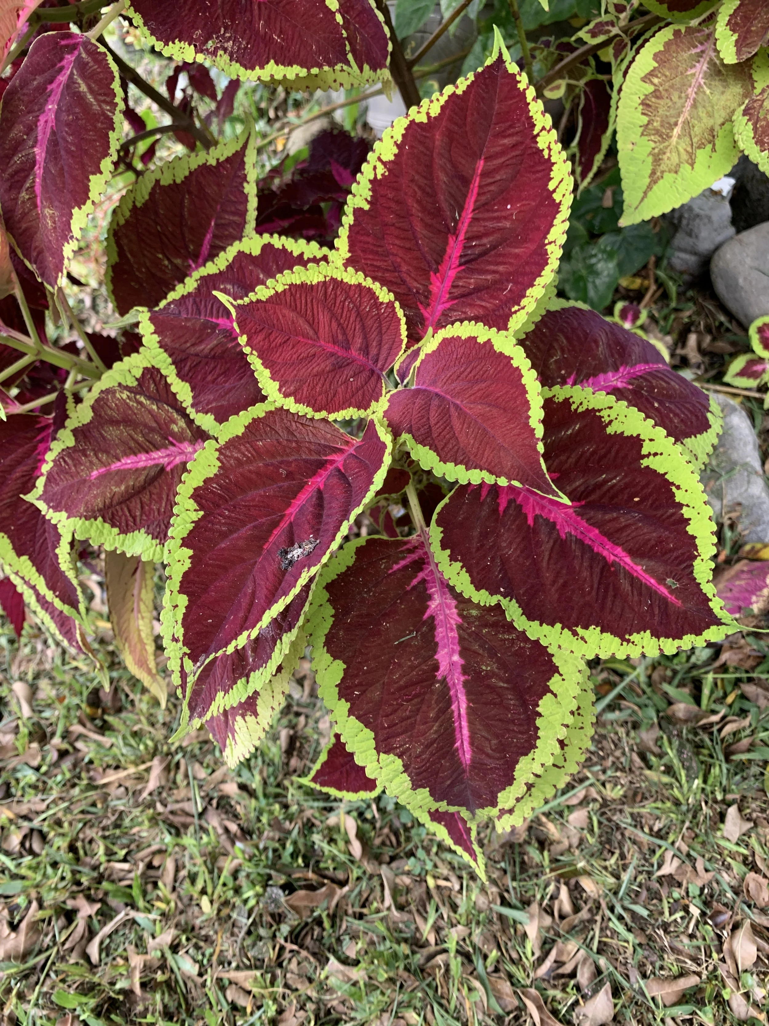 Coleus