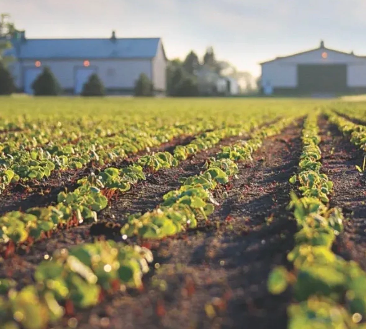 Standard Process | Suplementos Naturales | Vitamina D | Omega 3 | Vitaminas |