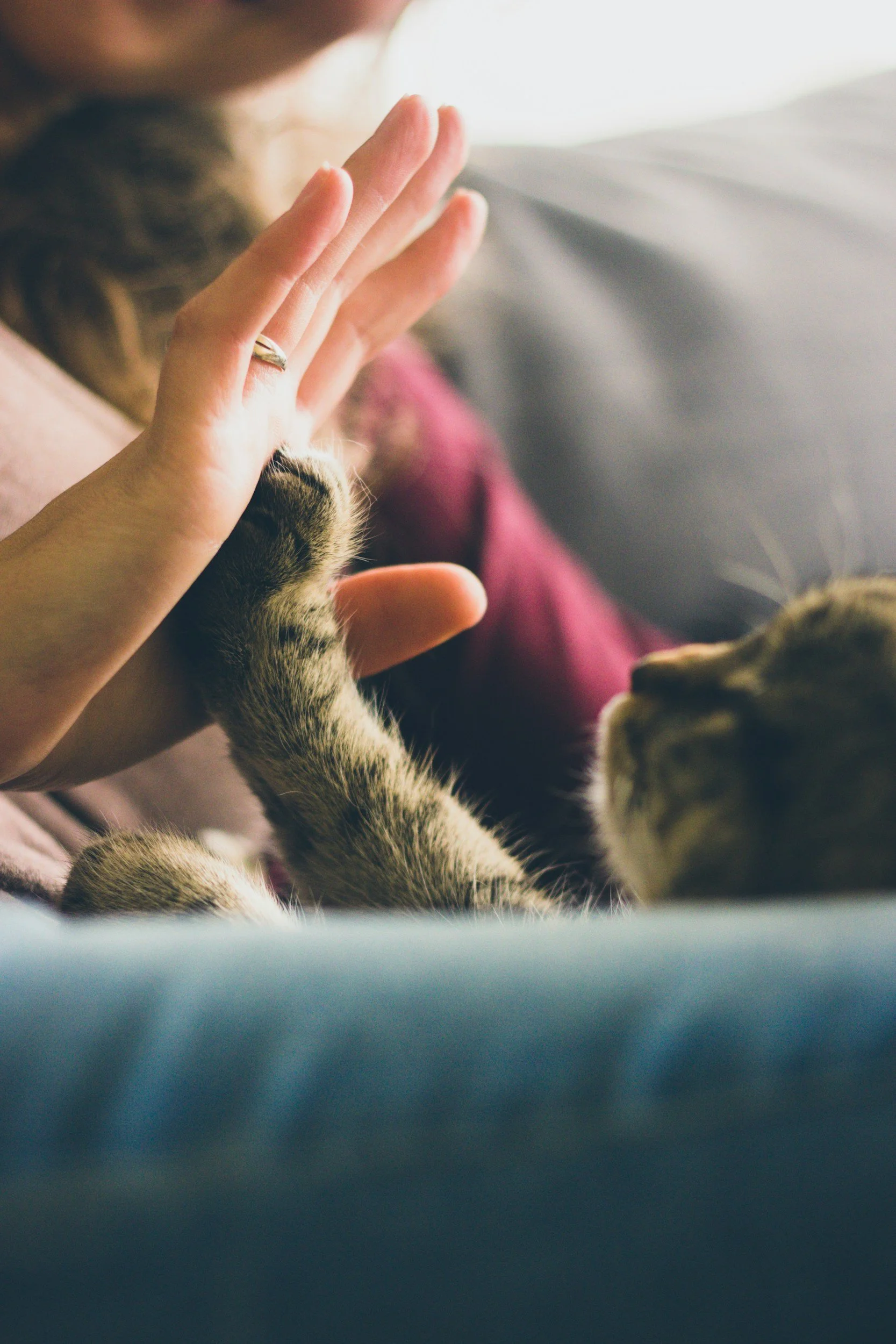 Person giving a high five to a tabby cat, with the cat paws touching the person's hand.