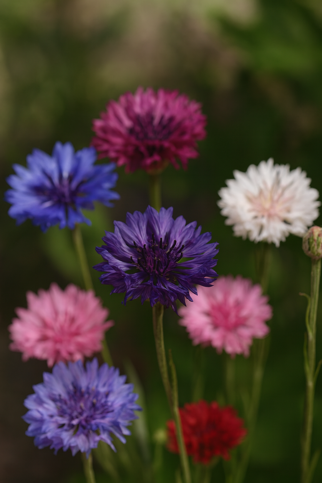Bachelor’s Button Dwarf Mix