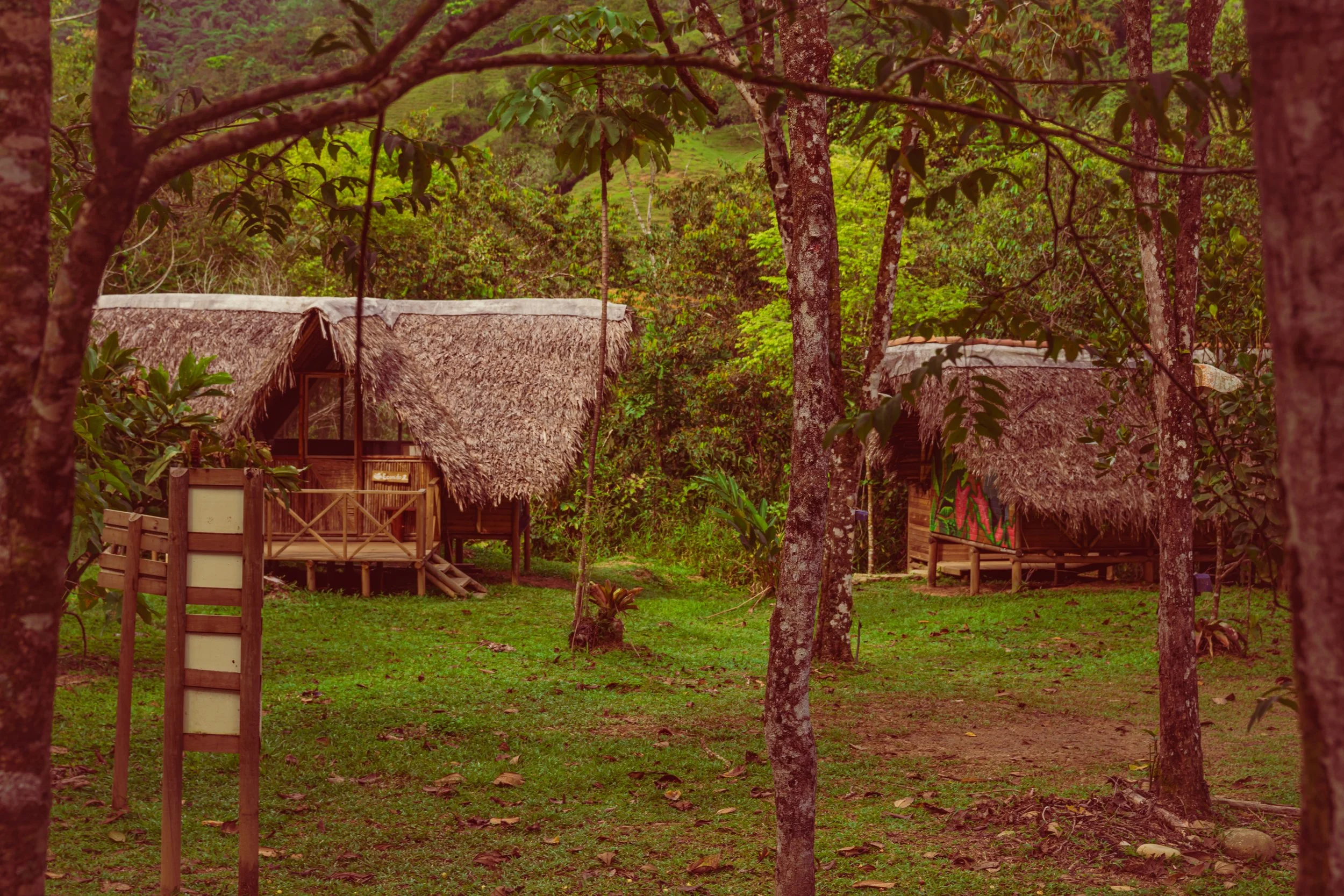 Two traditional thatched-roof huts in a lush green forest clearing, surrounded by trees and foliage.
