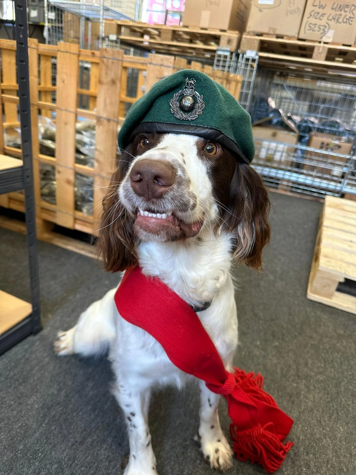 Carl's dog wearing a green military hat with an insignia, a red bandana, and sitting on a gray carpet in a warehouse setting.