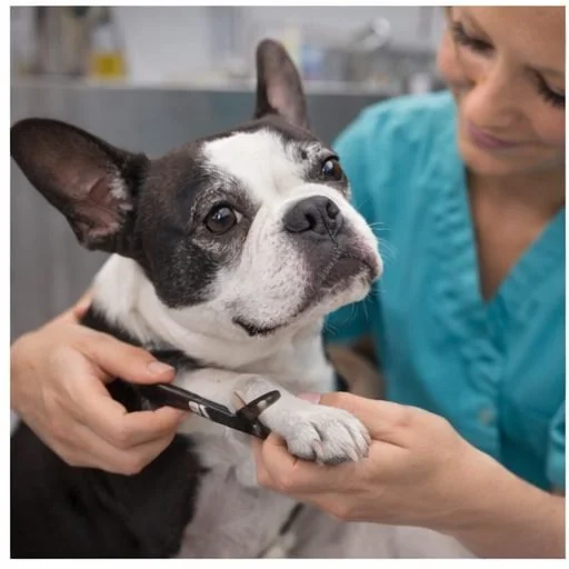 French bulldog grooming nail trimming in denver colorado