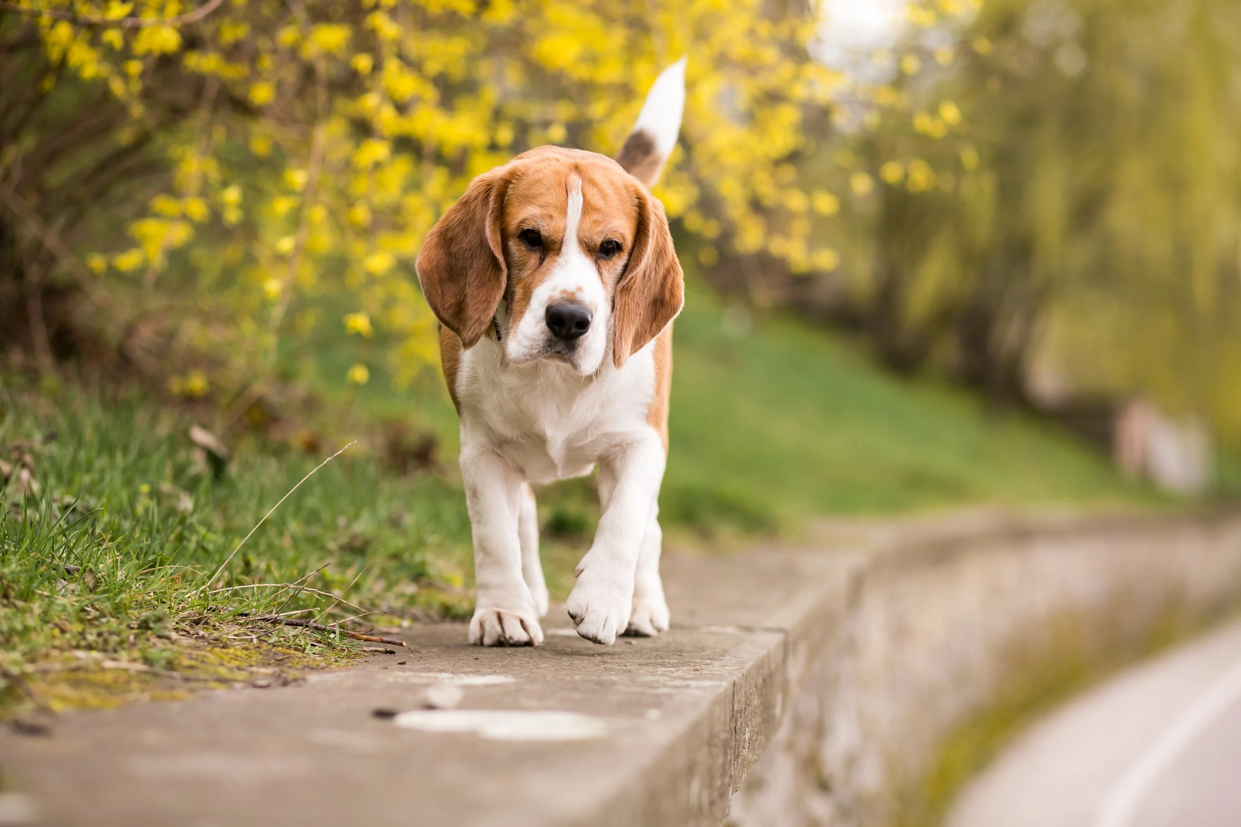 25 Best Family Dogs for Homes with Kids