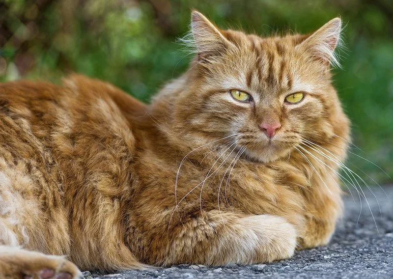 Male Cat