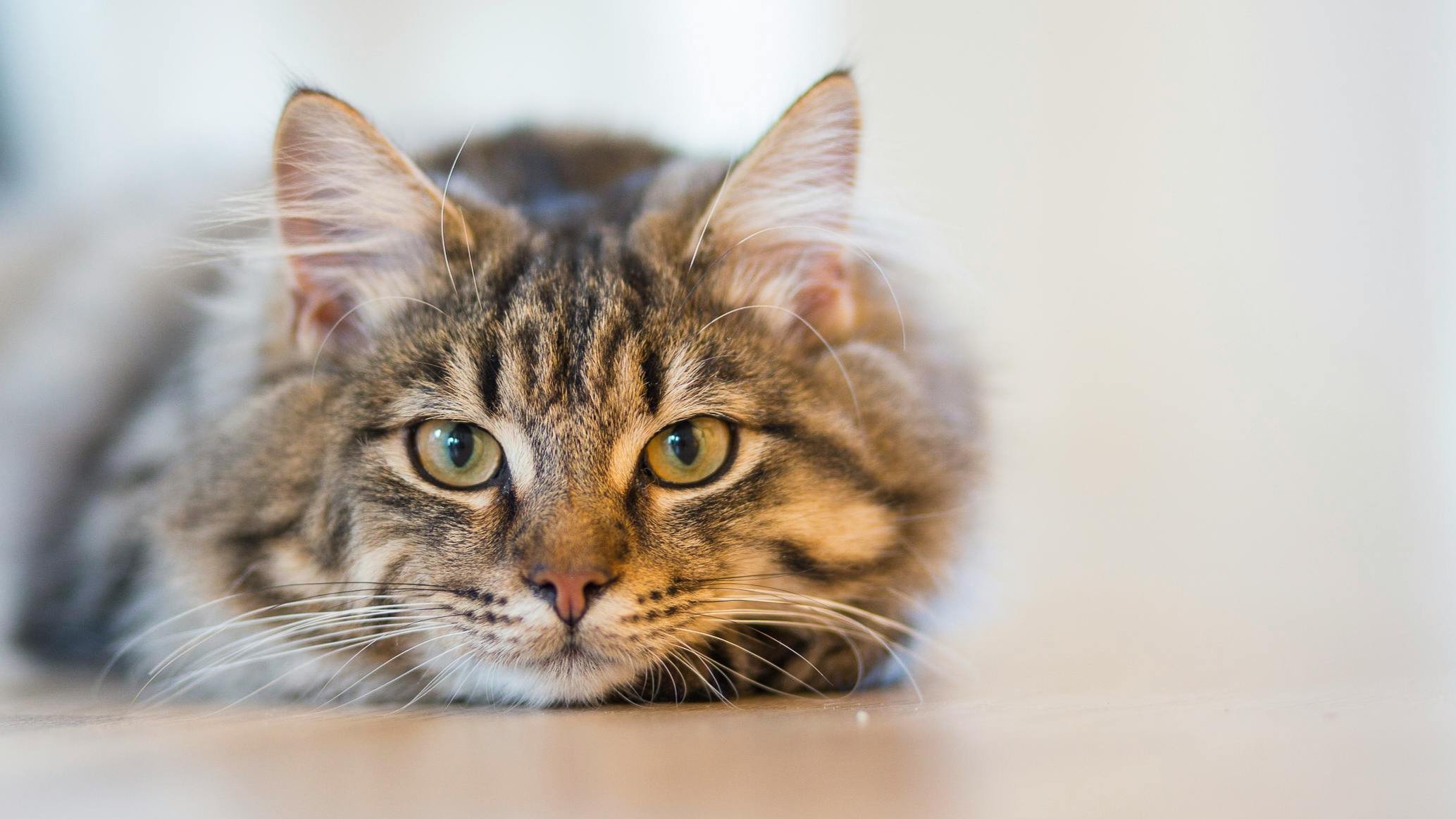 Female Cat