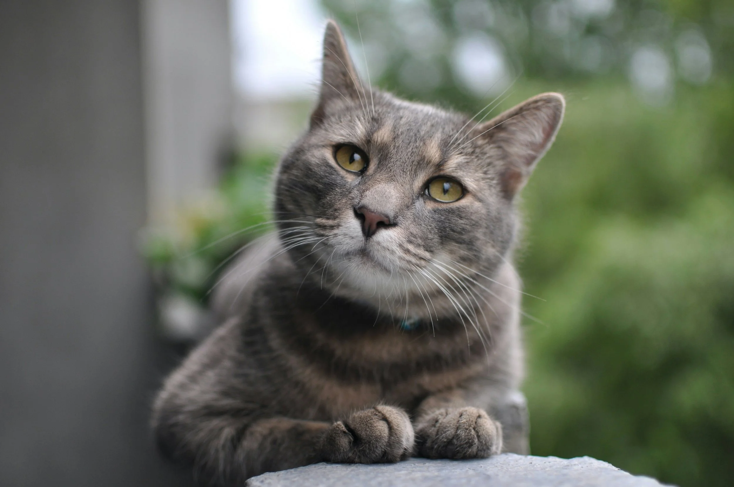 Female Grey Cat