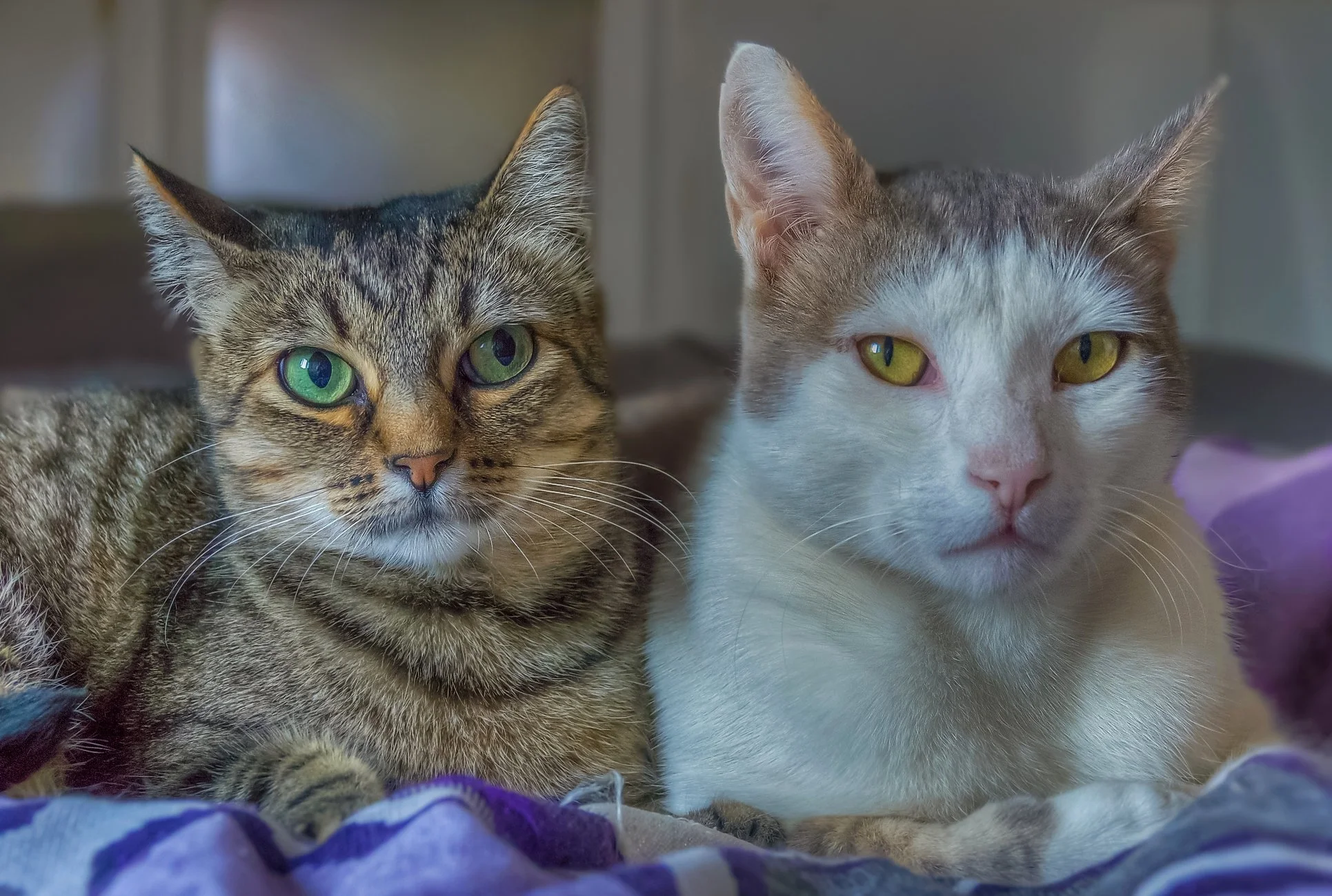 Unisex Kitten Names