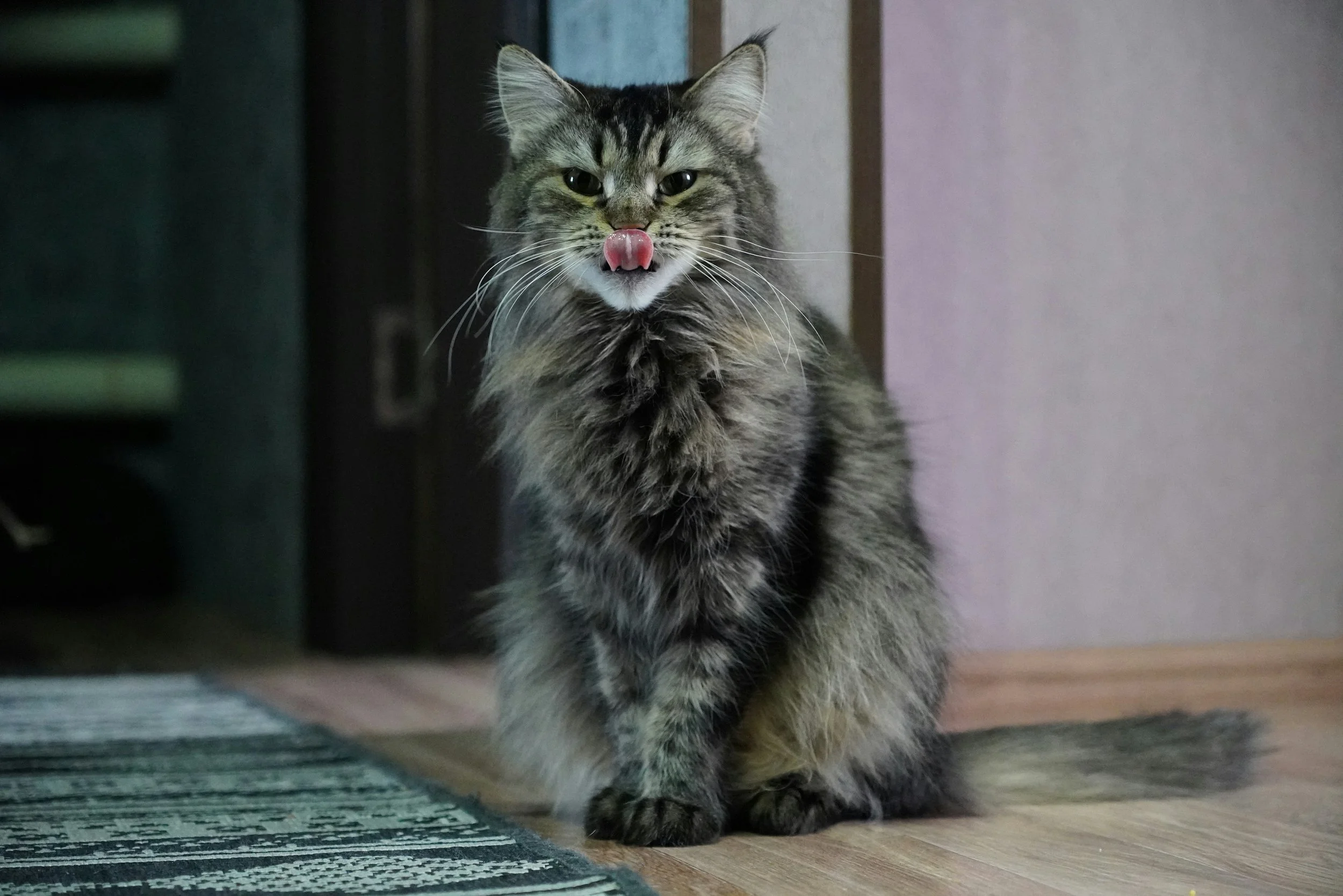 weird cat
